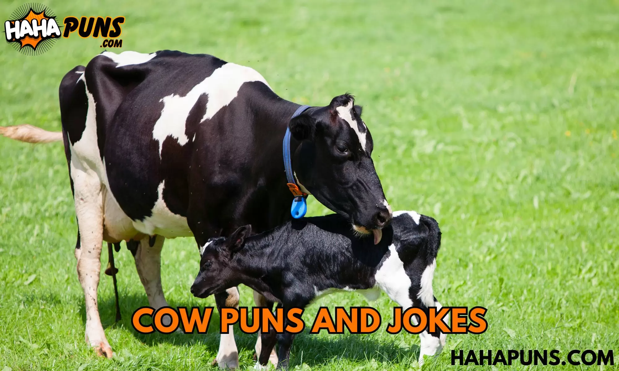Cow Puns and Jokes