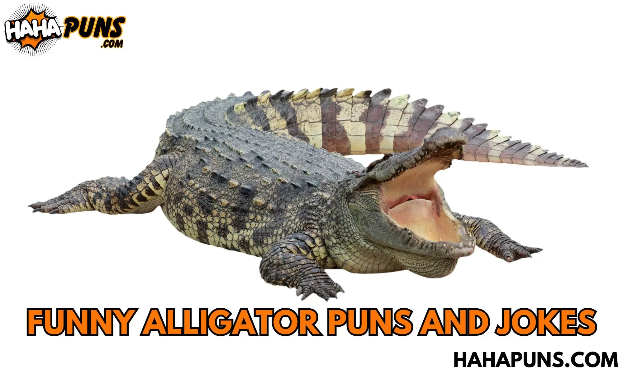 Funny Alligator Puns And Jokes