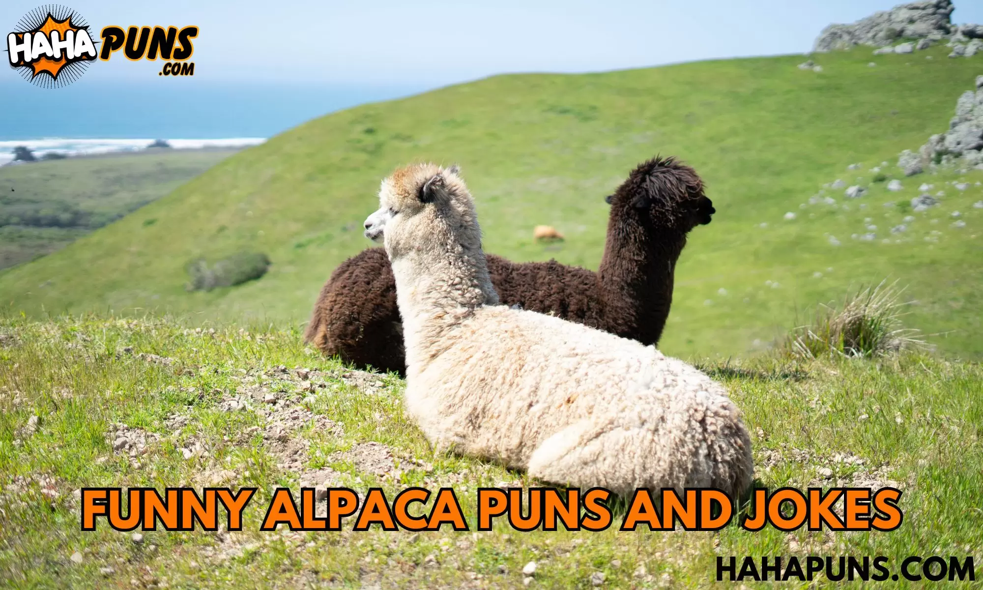 Funny Alpaca Puns And Jokes