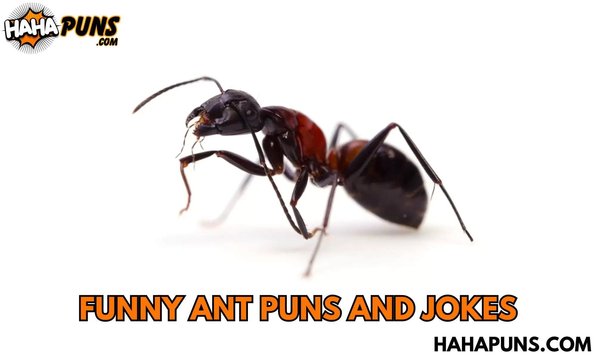 Funny Ant Puns And Jokes