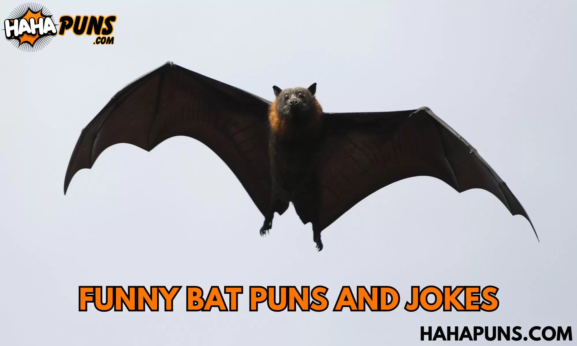 Funny Bat Puns And Jokes