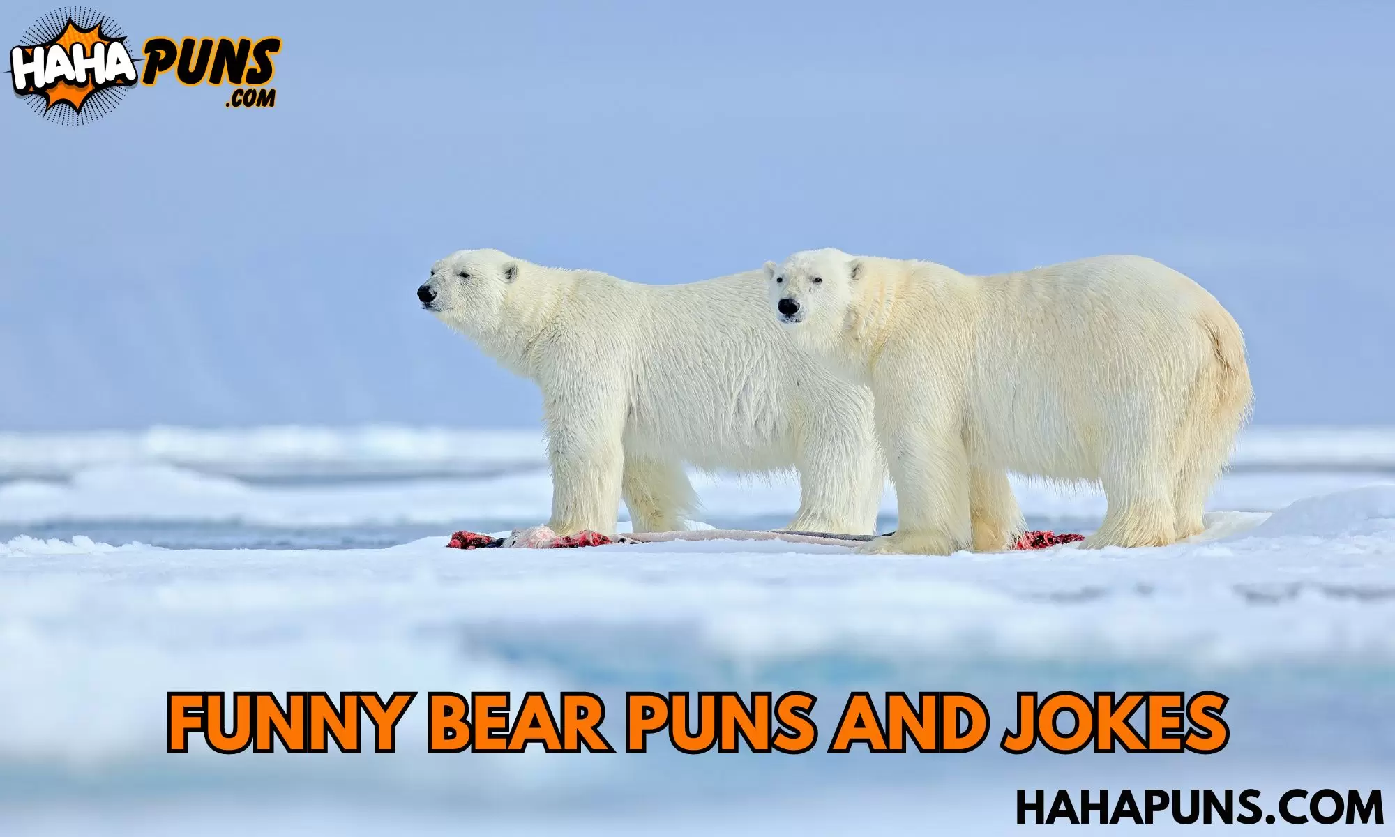 Funny Bear Puns and Jokes