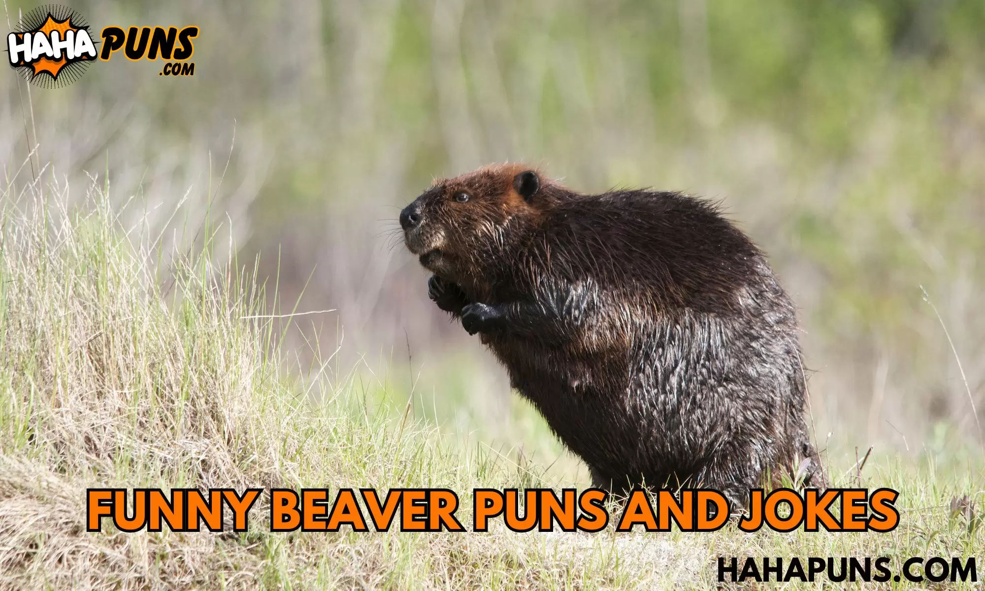 Funny Beaver Puns And Jokes