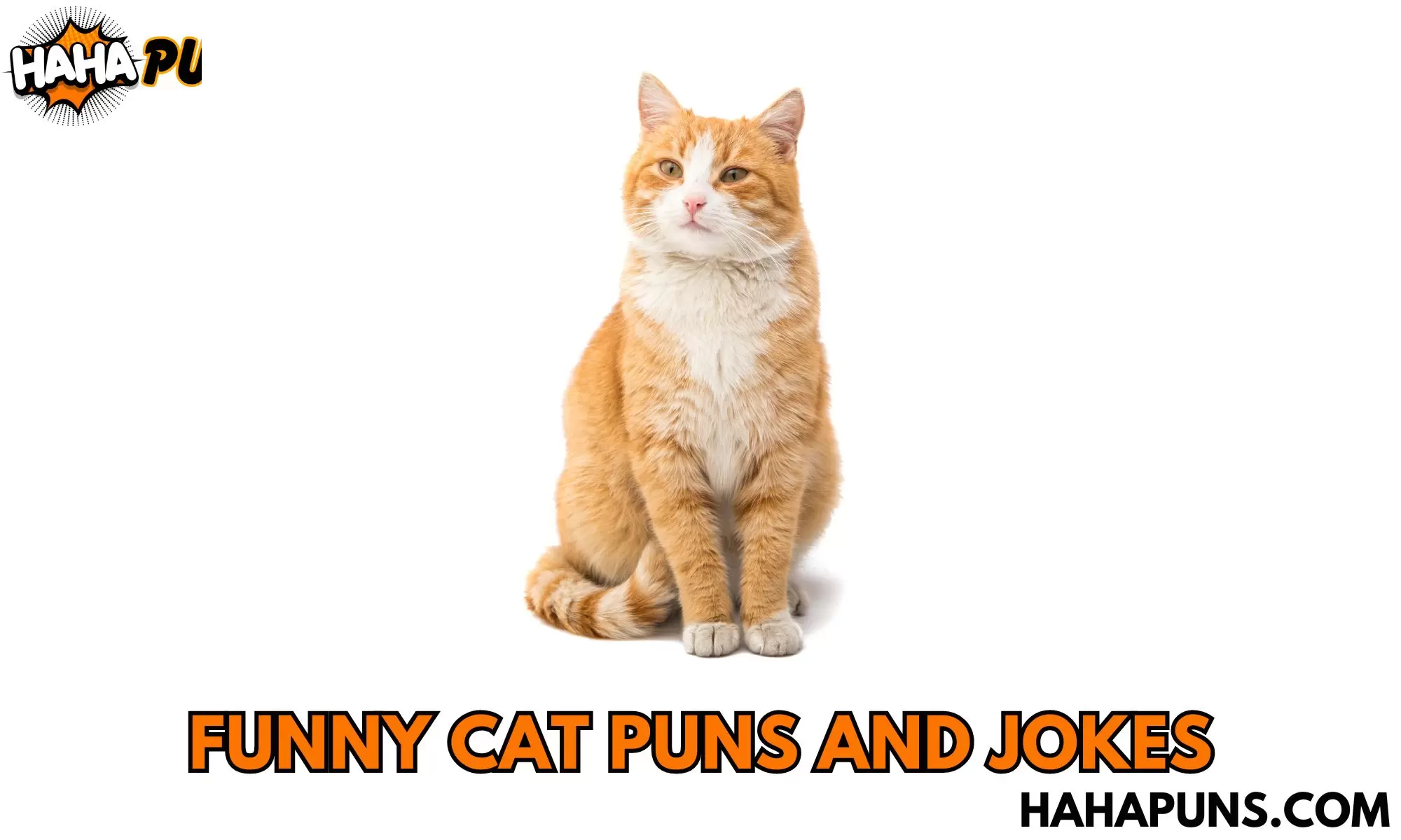 Funny Cat Puns and Jokes