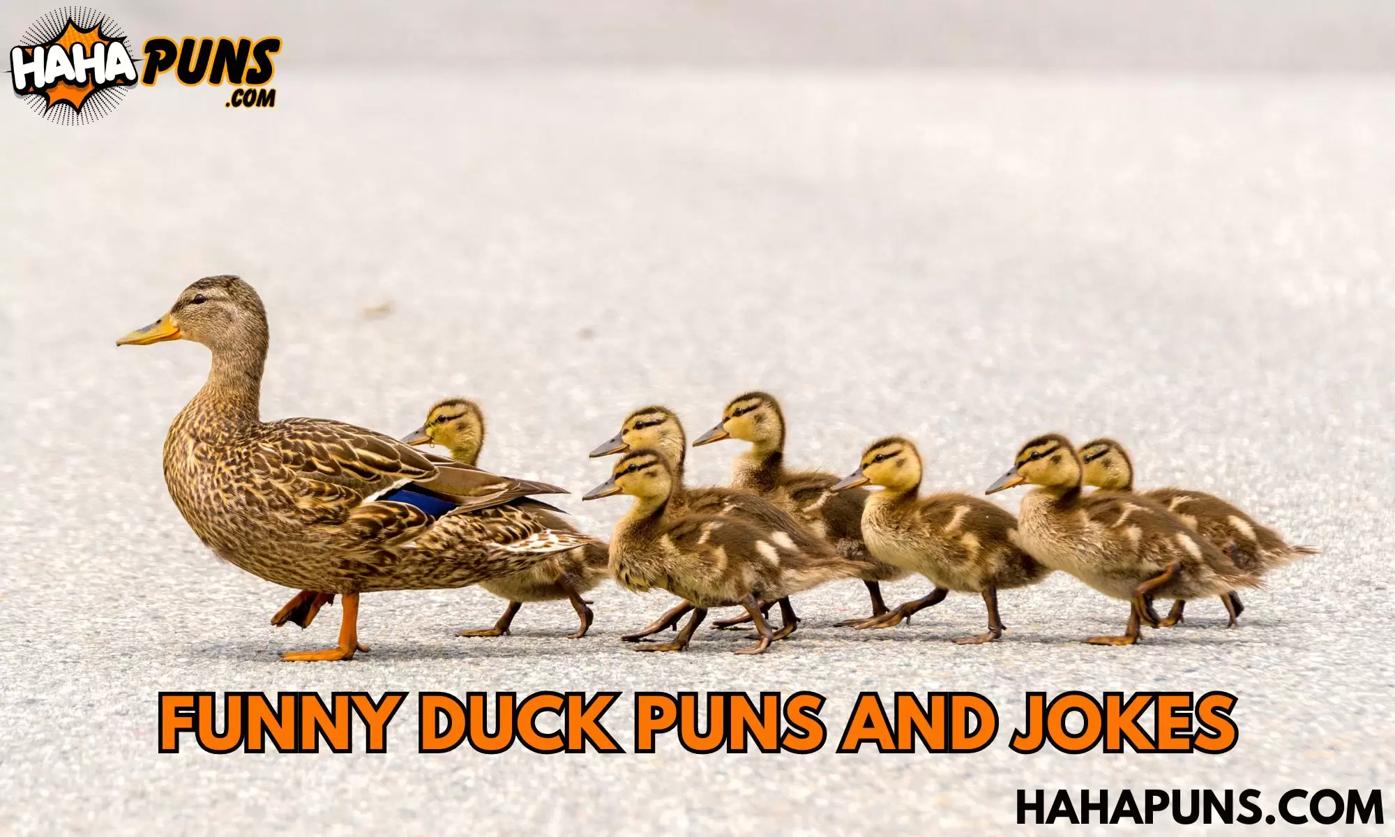 Funny Duck Puns and Jokes