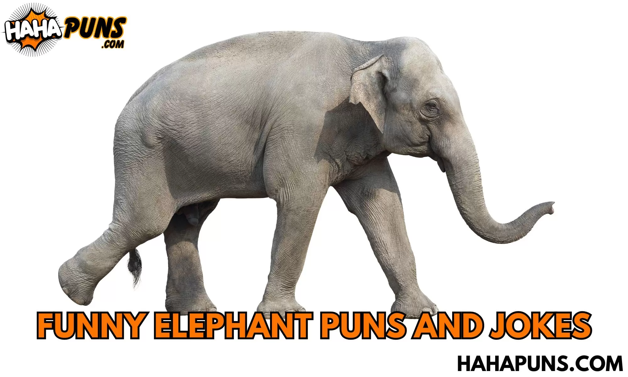 Funny Elephant Puns And Jokes