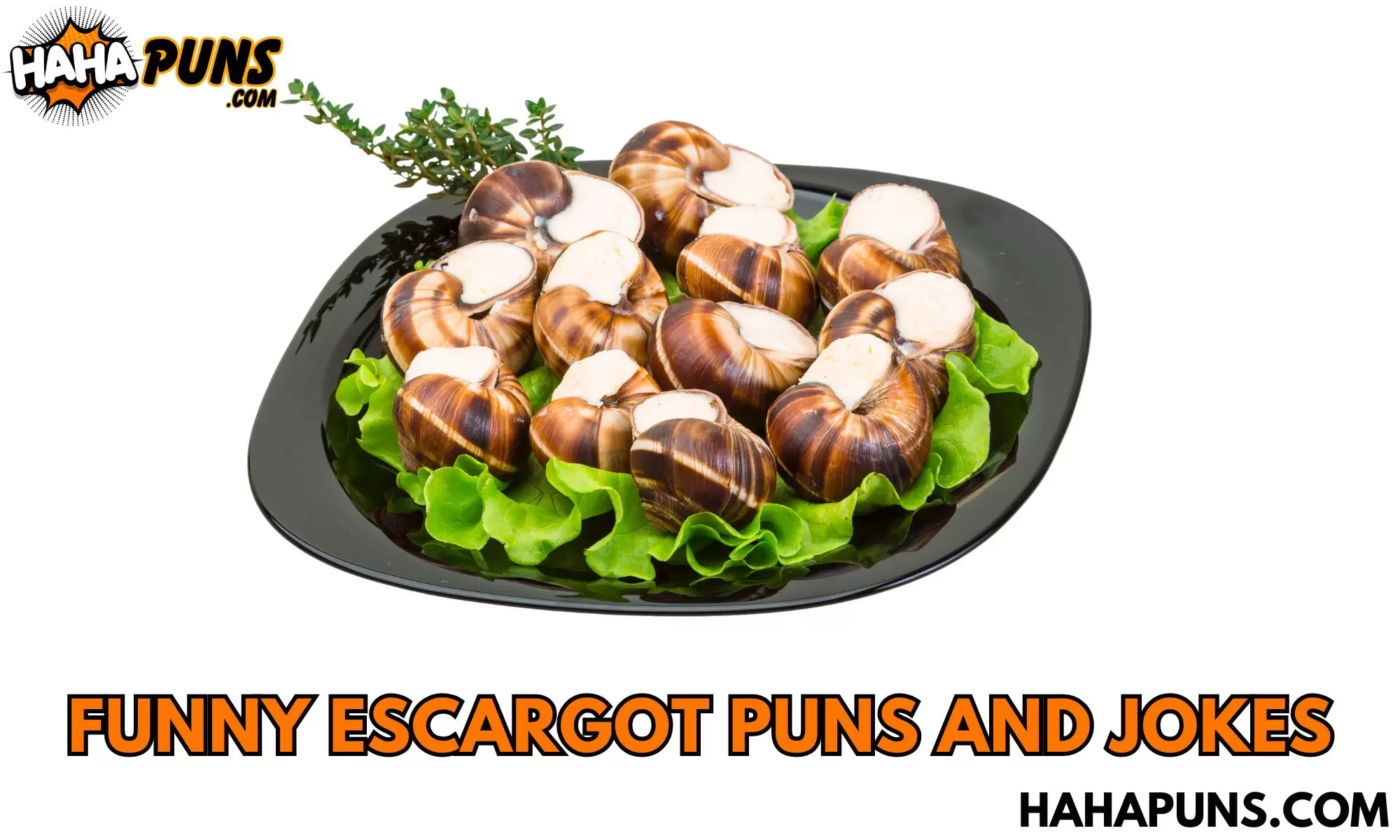 Funny Escargot Puns And Jokes
