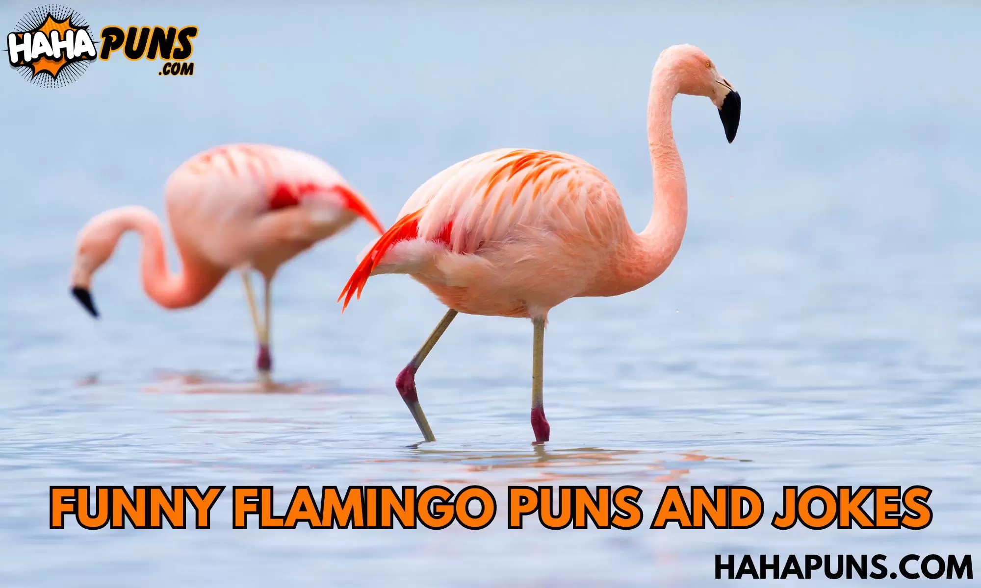 Funny Flamingo Puns and Jokes