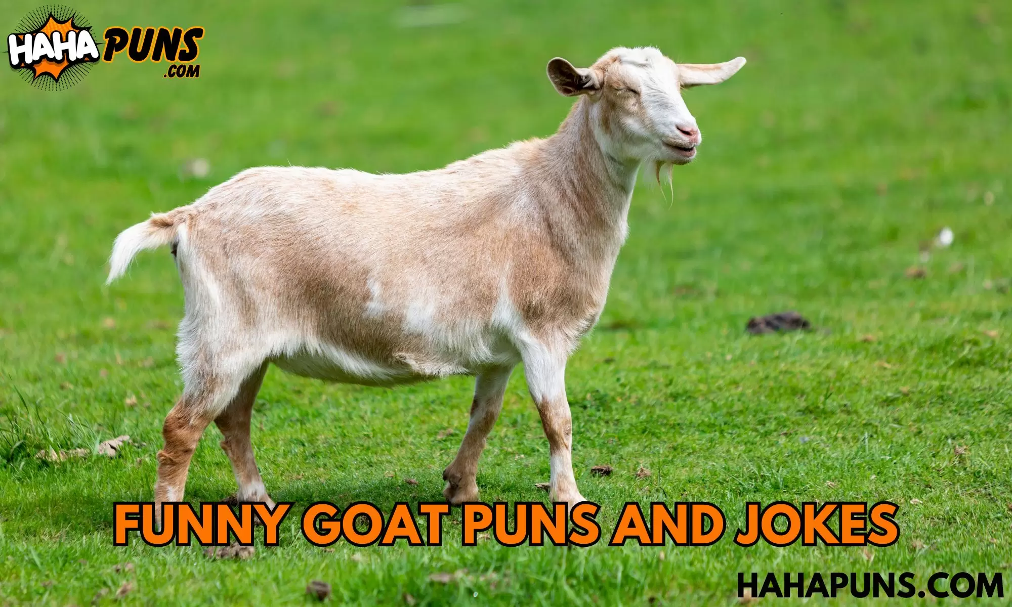 Funny Goat Puns and Jokes