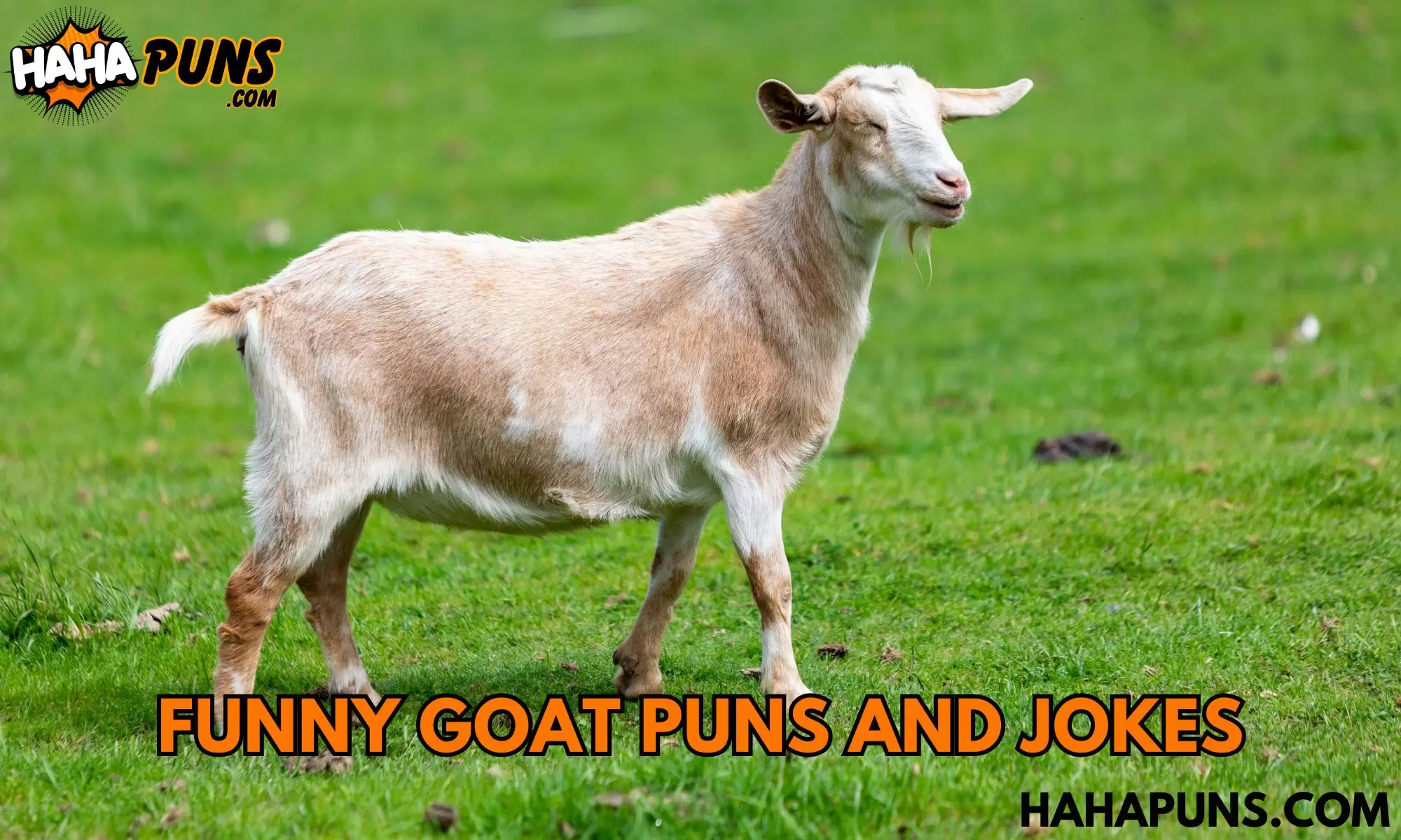 150+ Funny Goat Puns and Jokes: Goat-tastic Humor