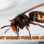 Funny Hornet Puns And Jokes