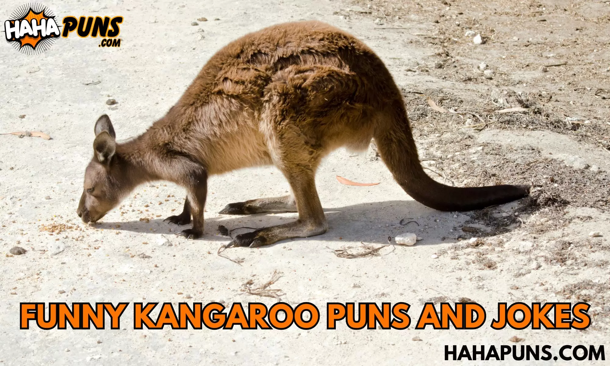 Funny Kangaroo Puns and Jokes