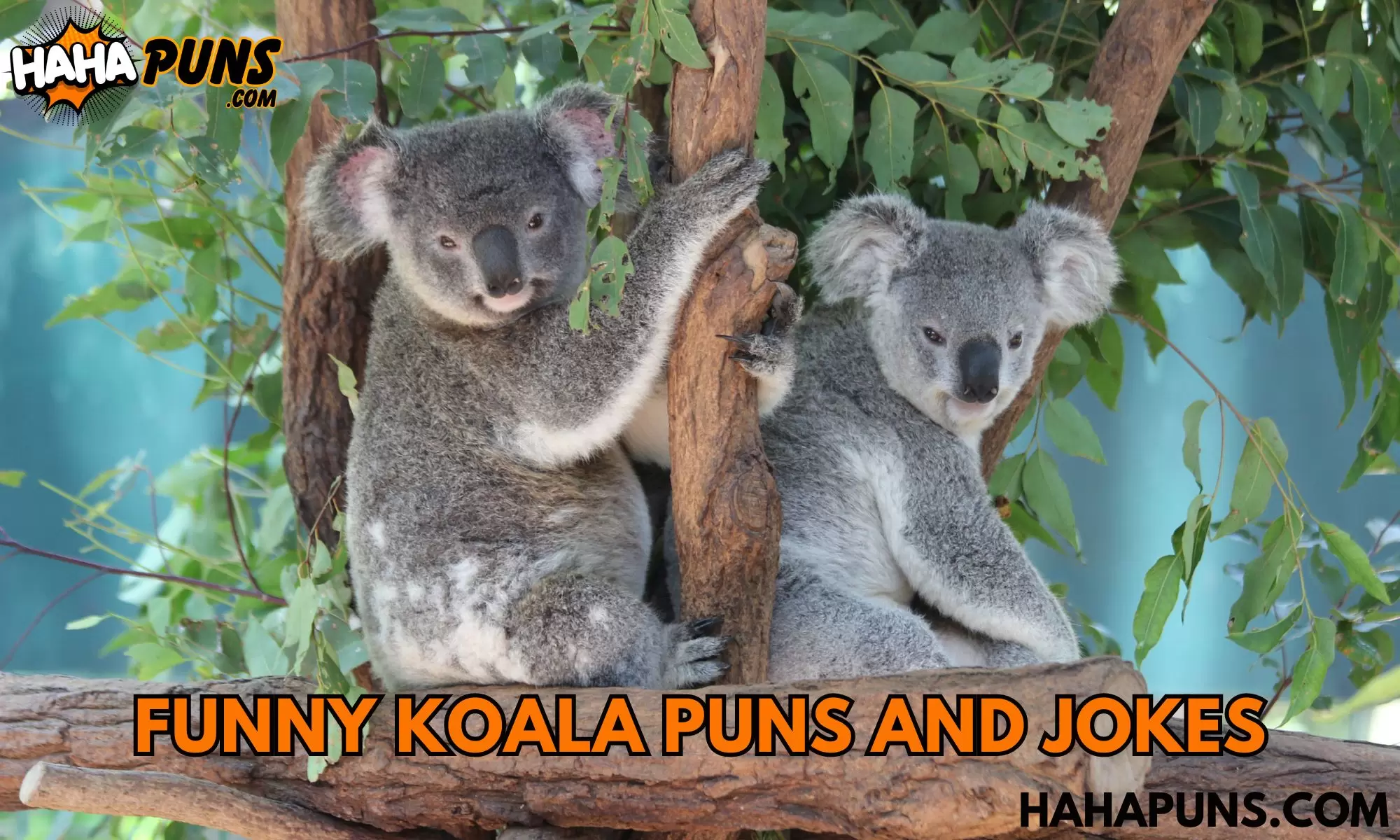 Funny Koala Puns And Jokes