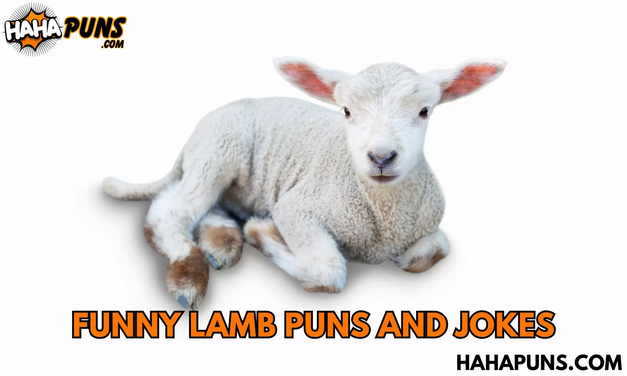 120+ Funny Lamb Puns And Jokes: Baa-hilarious