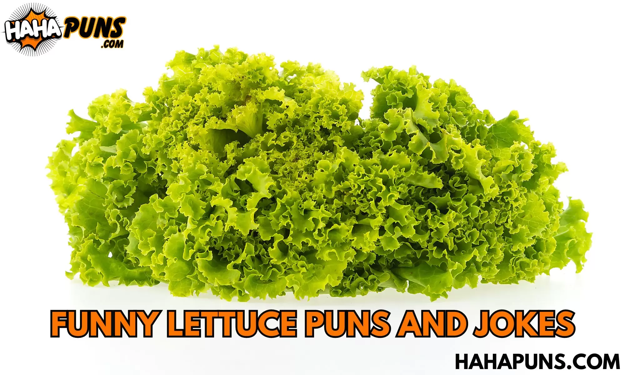 Funny Lettuce Puns And Jokes