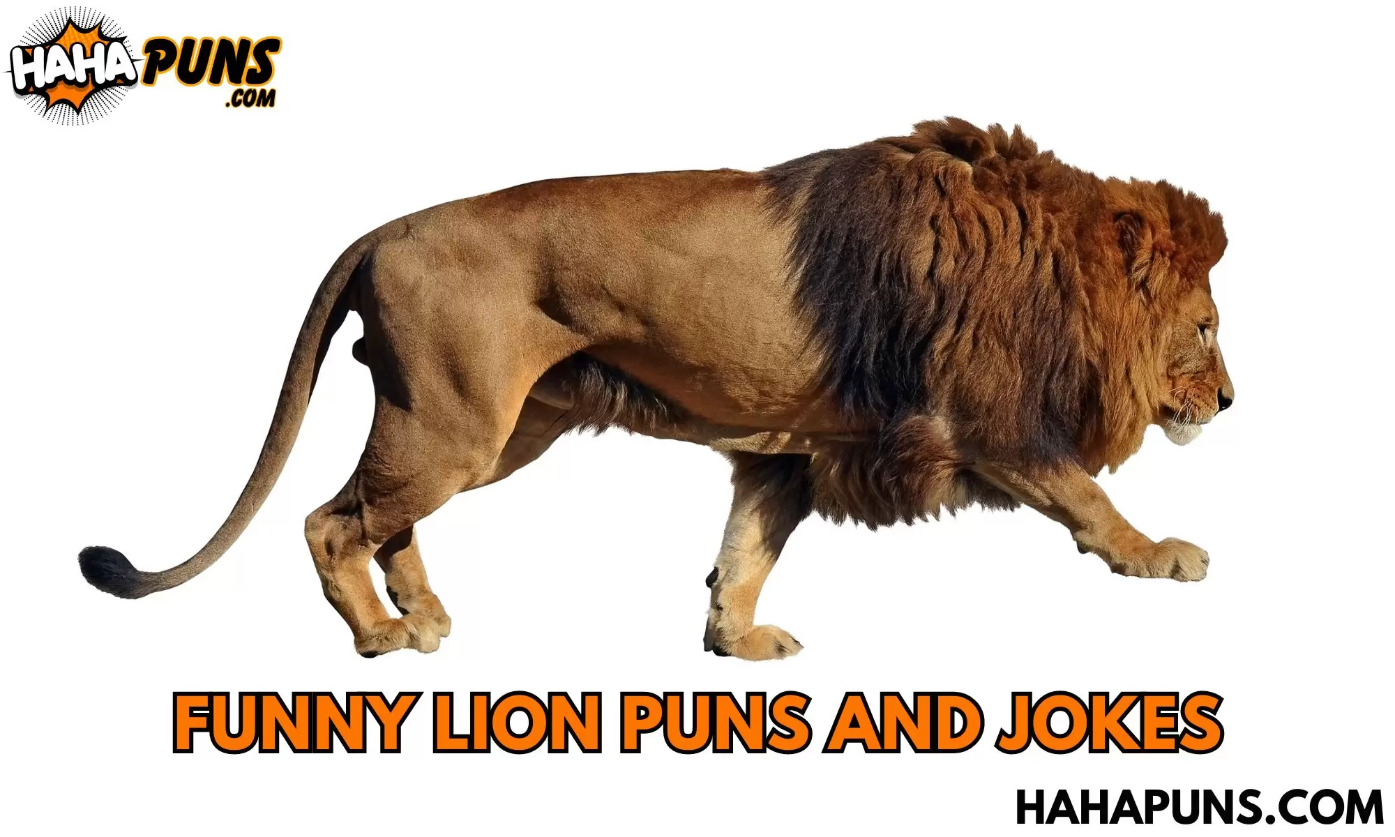 Funny Lion Puns And Jokes