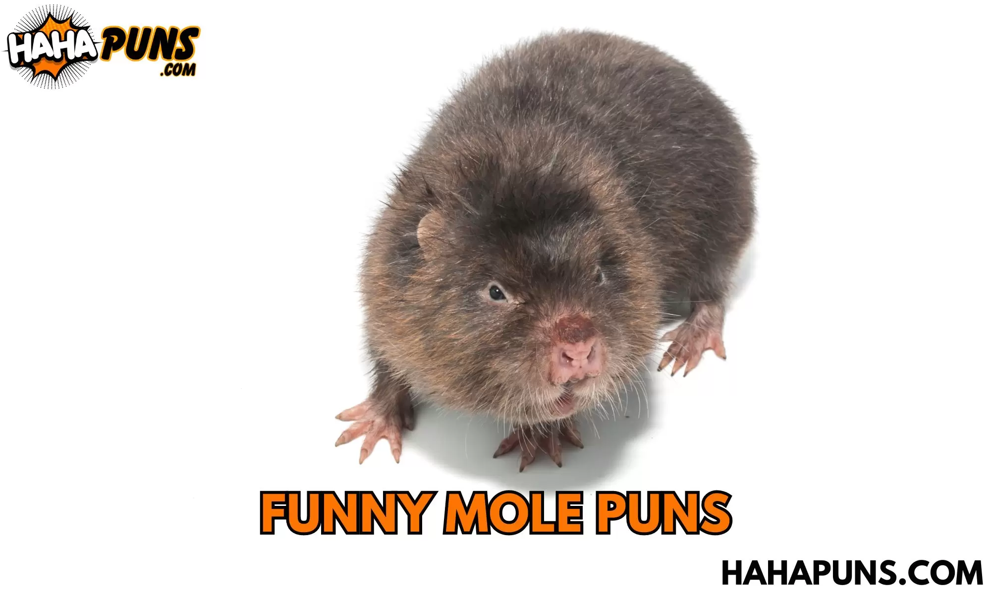 Funny Mole Puns