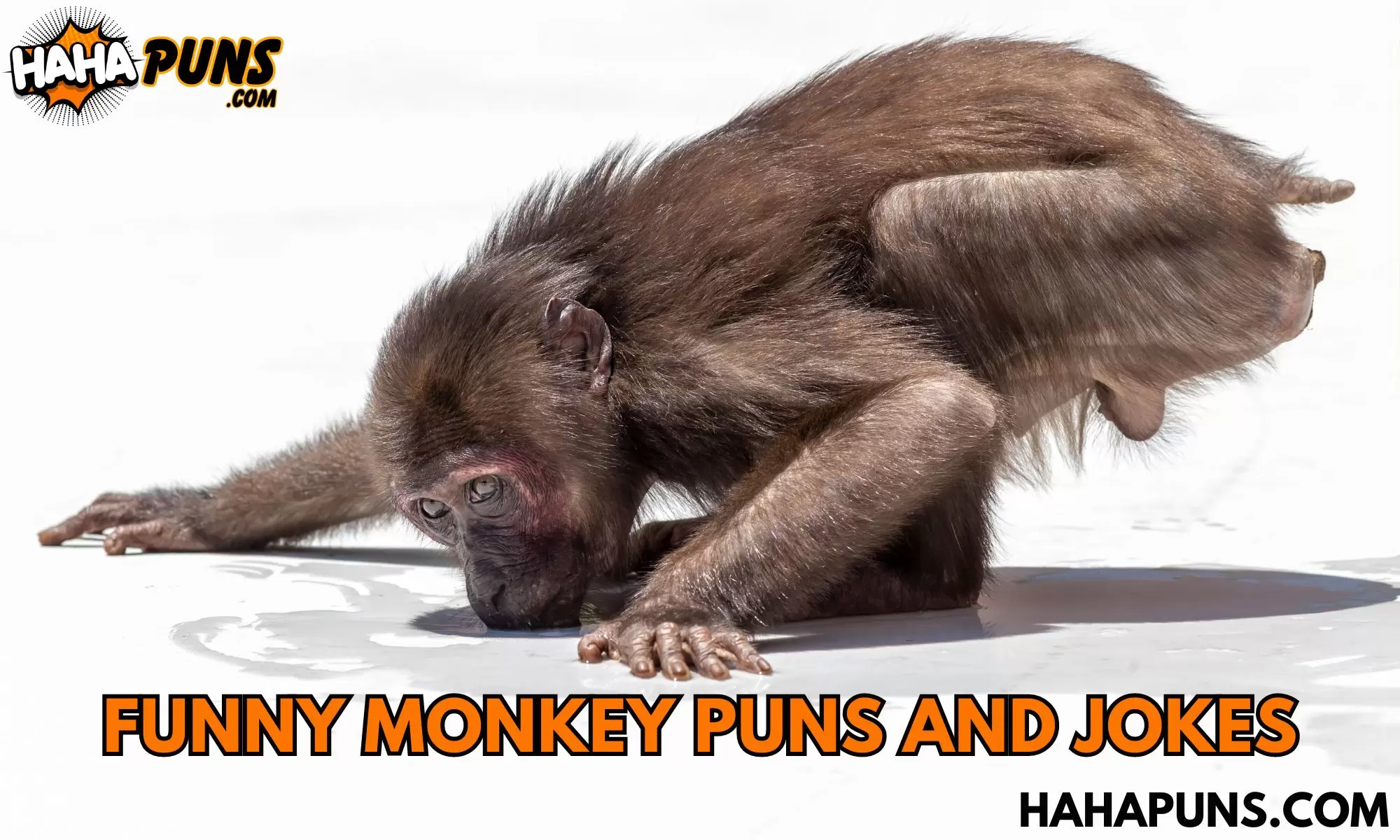 Funny Monkey Puns and Jokes