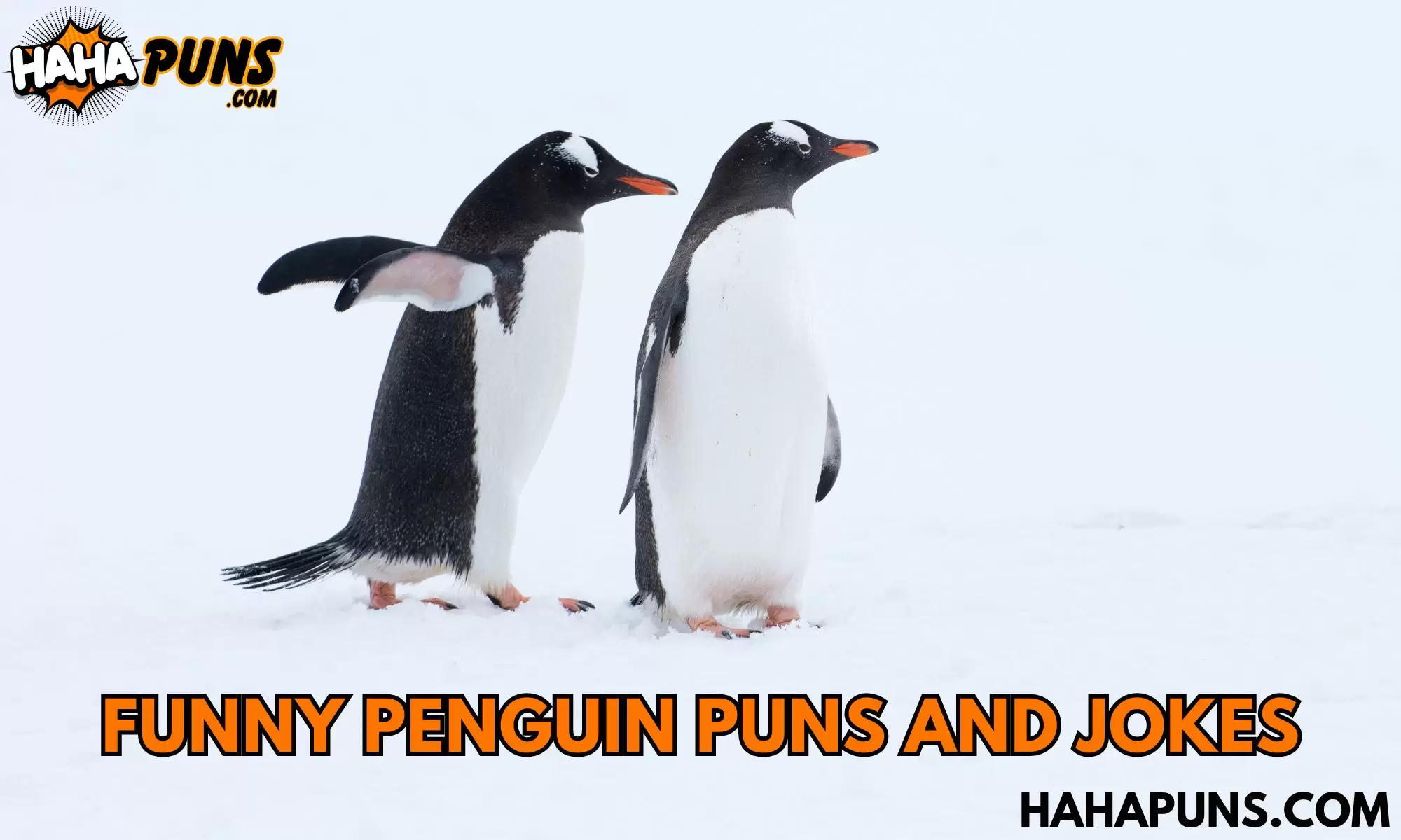 Funny Penguin Puns And Jokes