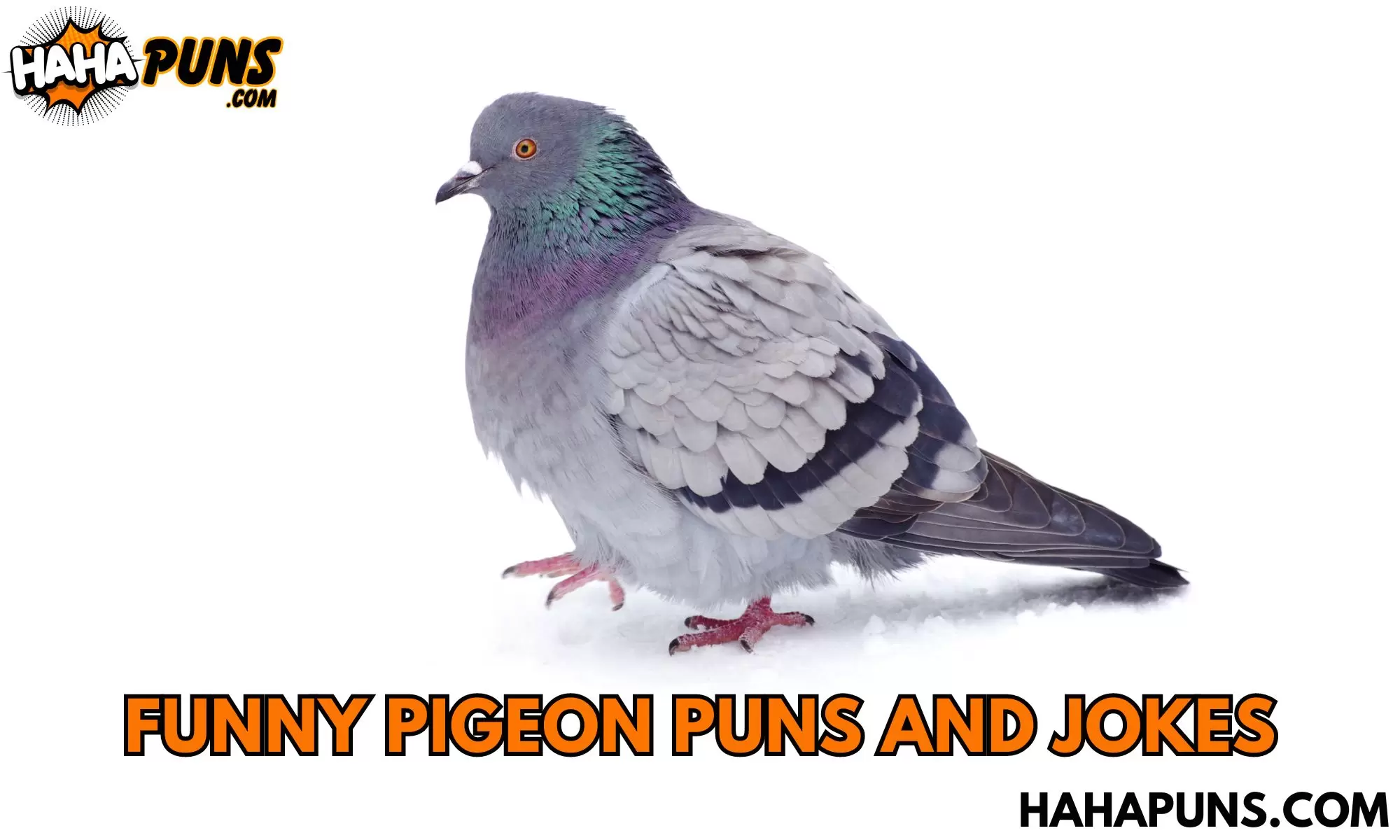 Funny Pigeon Puns And Jokes