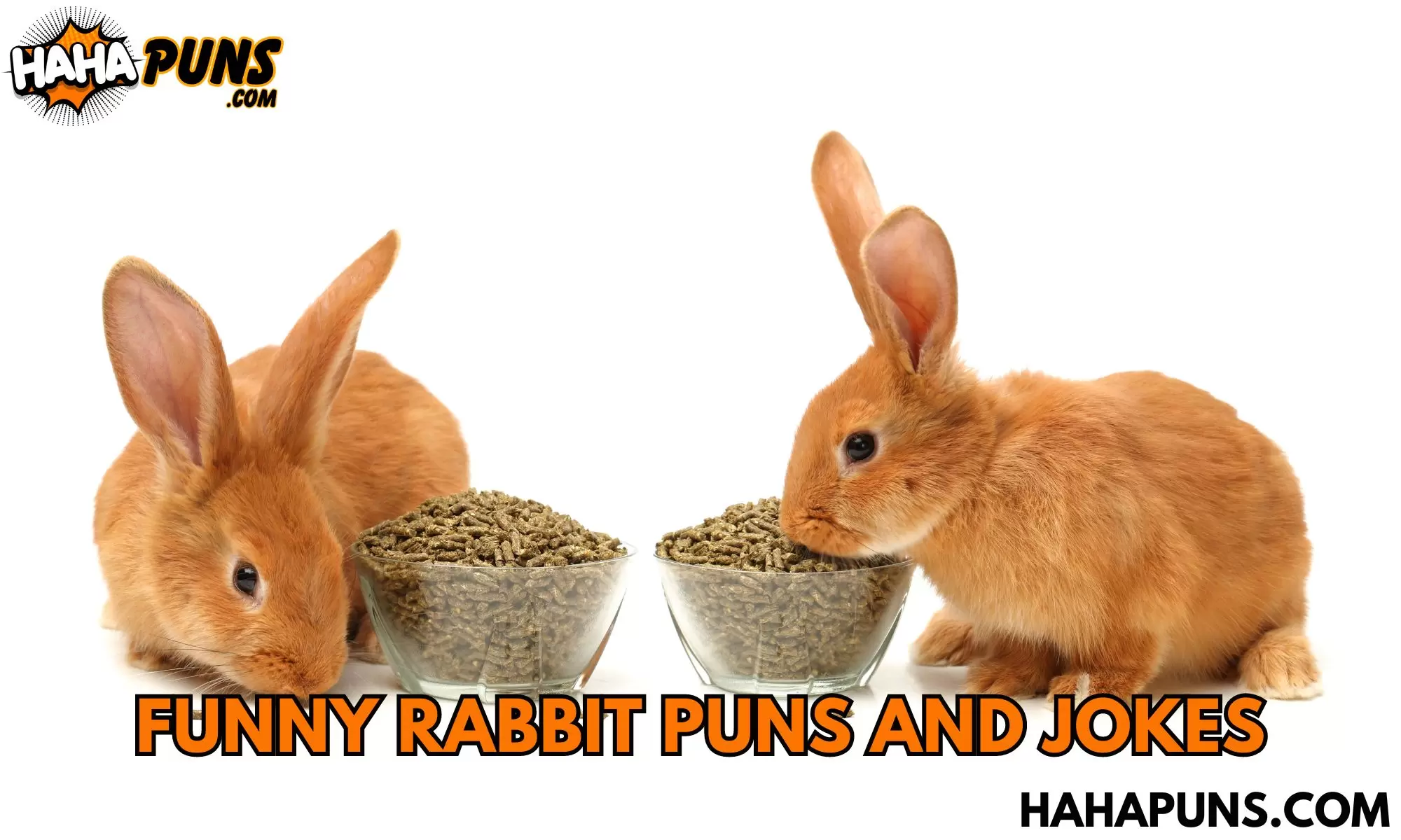 Funny Rabbit Puns and Jokes