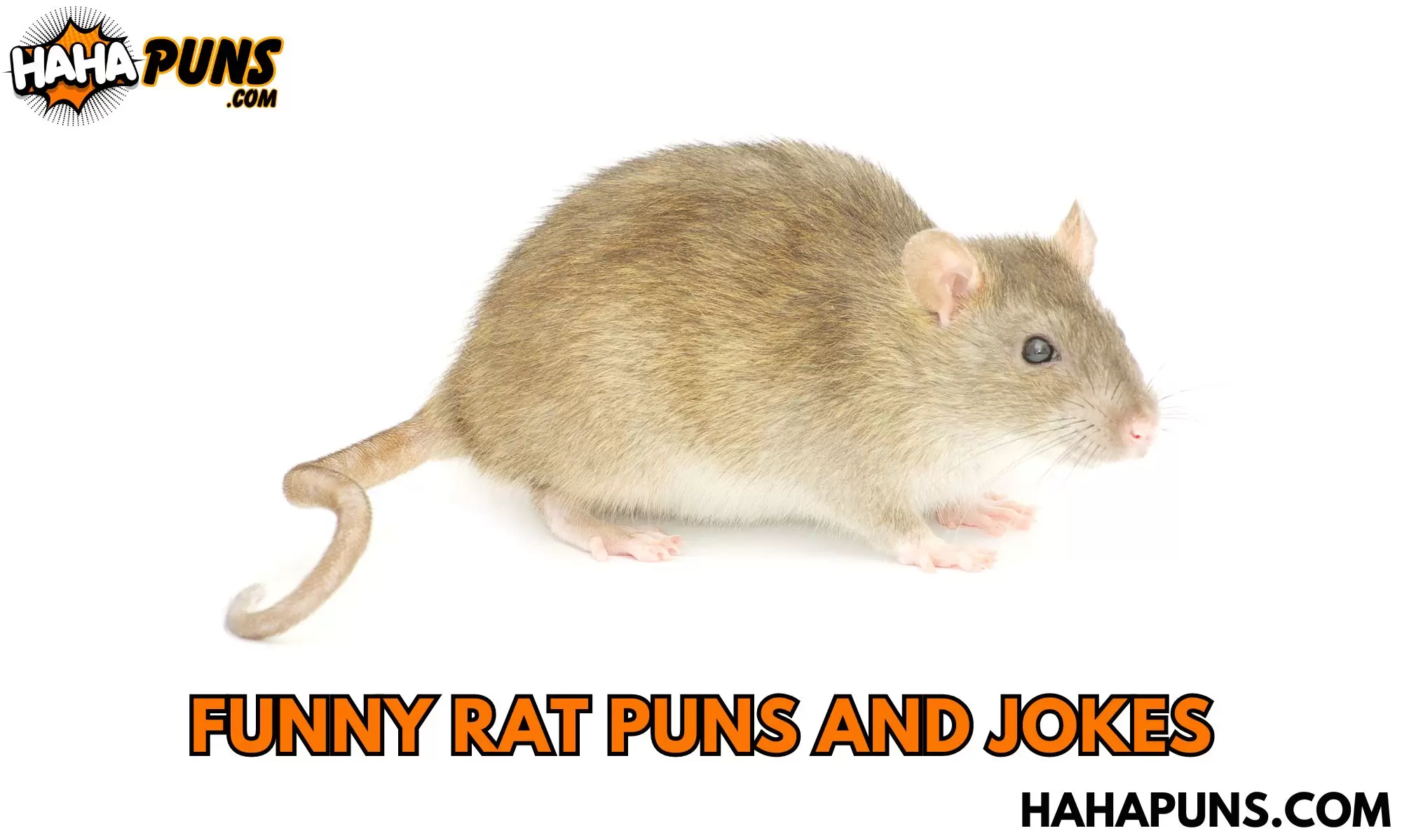 Funny Rat Puns And Jokes