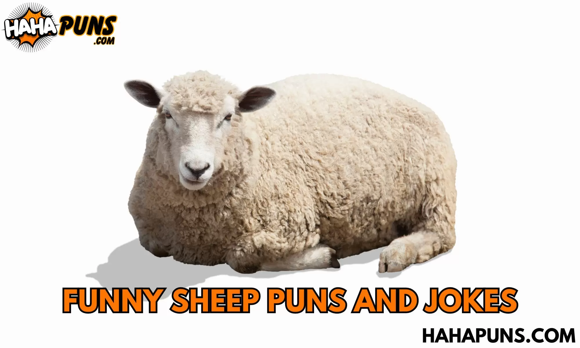 150+ Funny Sheep Puns And Jokes