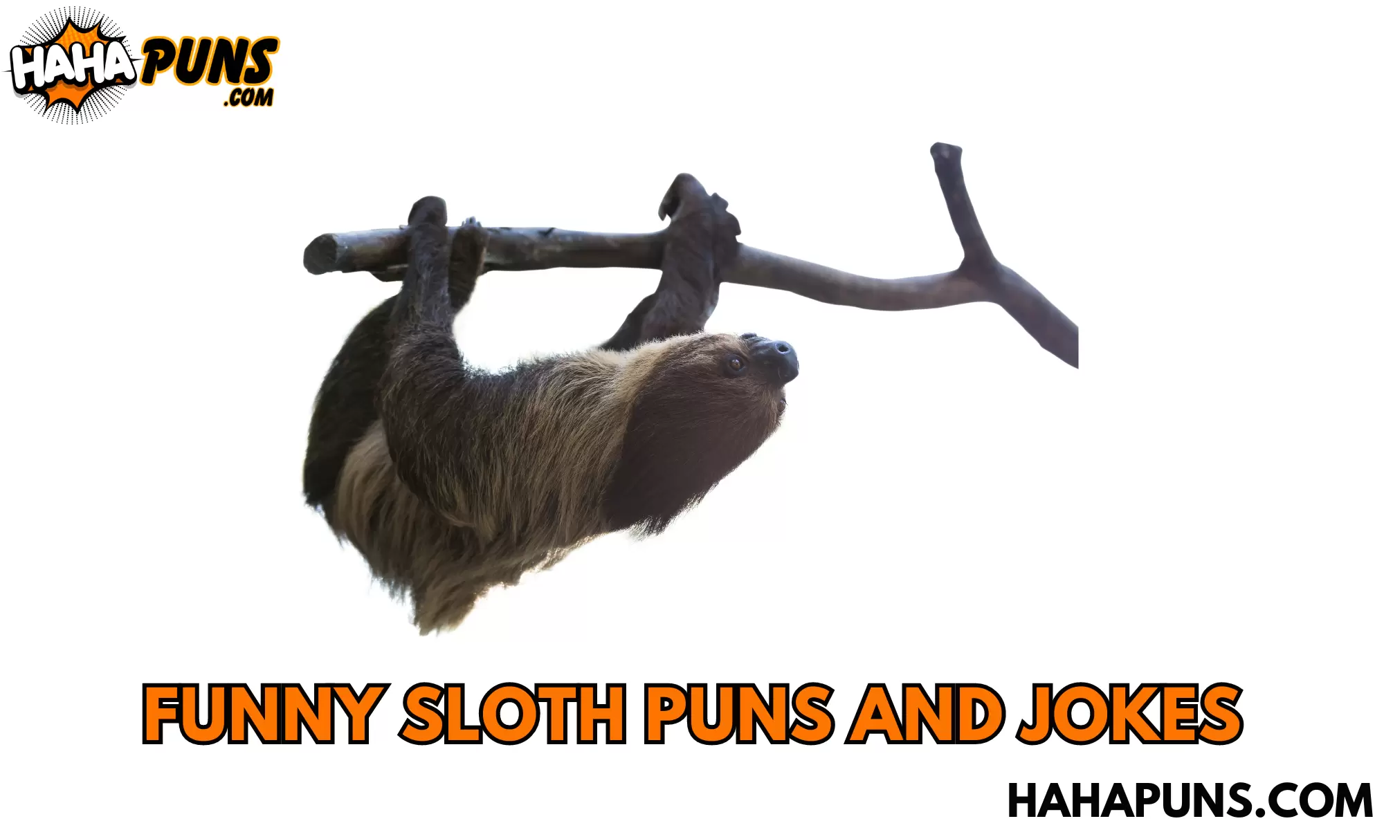 Funny Sloth Puns And Jokes