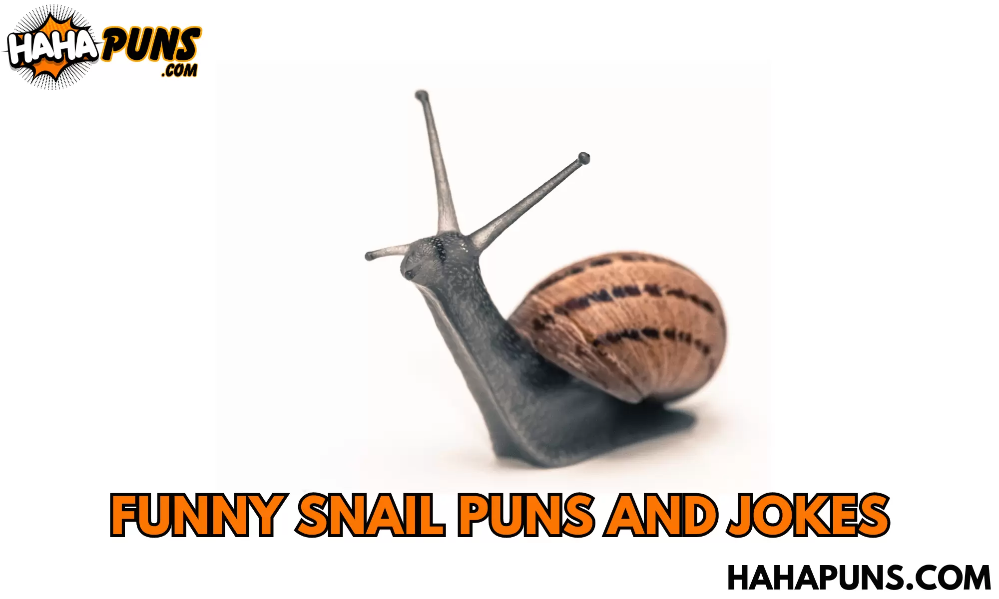 Funny Snail Puns And Jokes