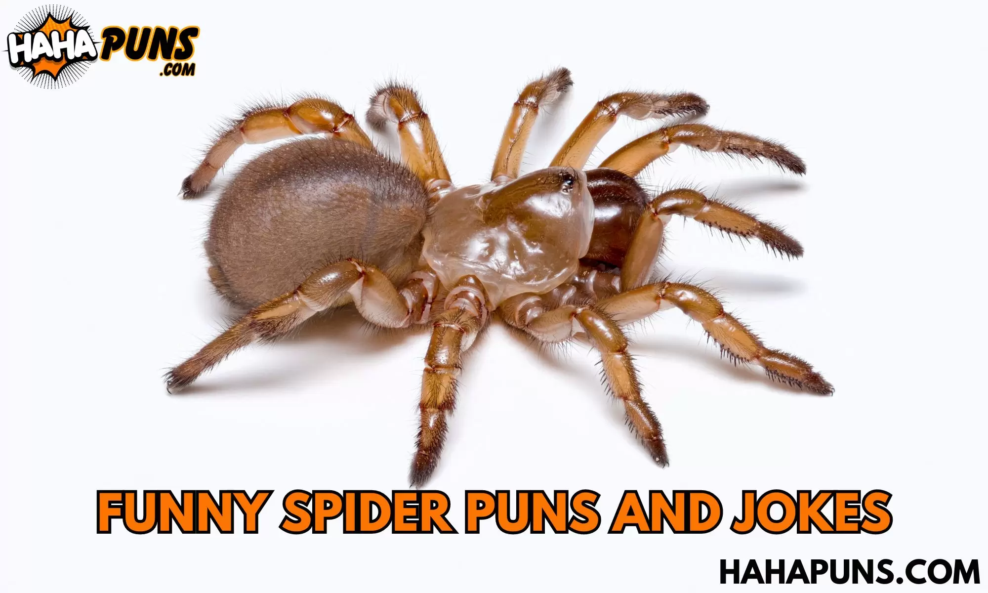 Funny Spider Puns And Jokes