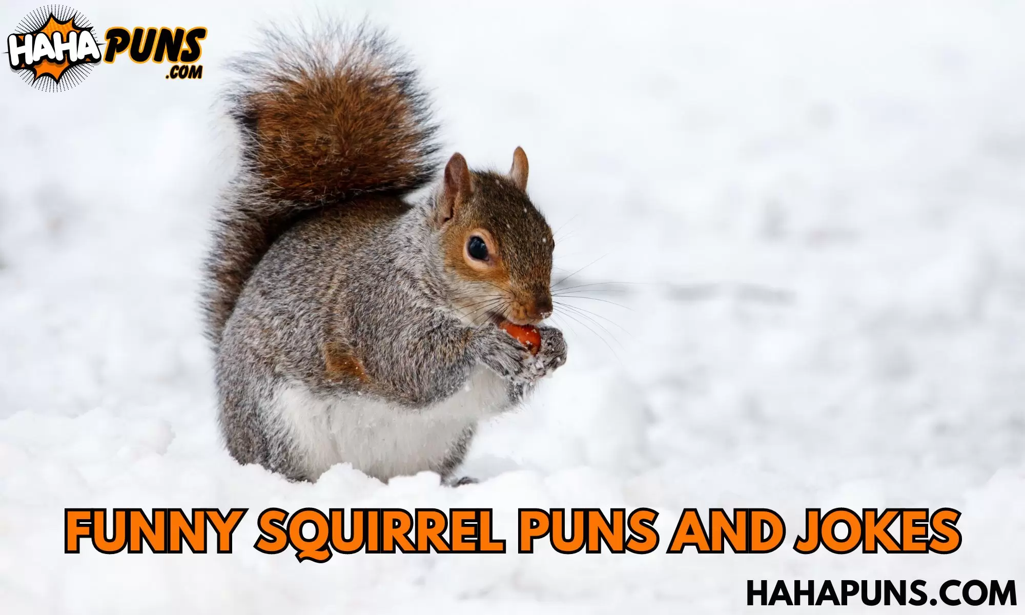 Funny Squirrel Puns And Jokes