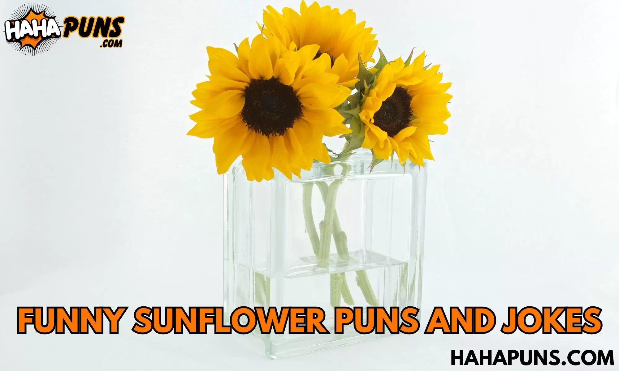 Funny Sunflower Puns And Jokes