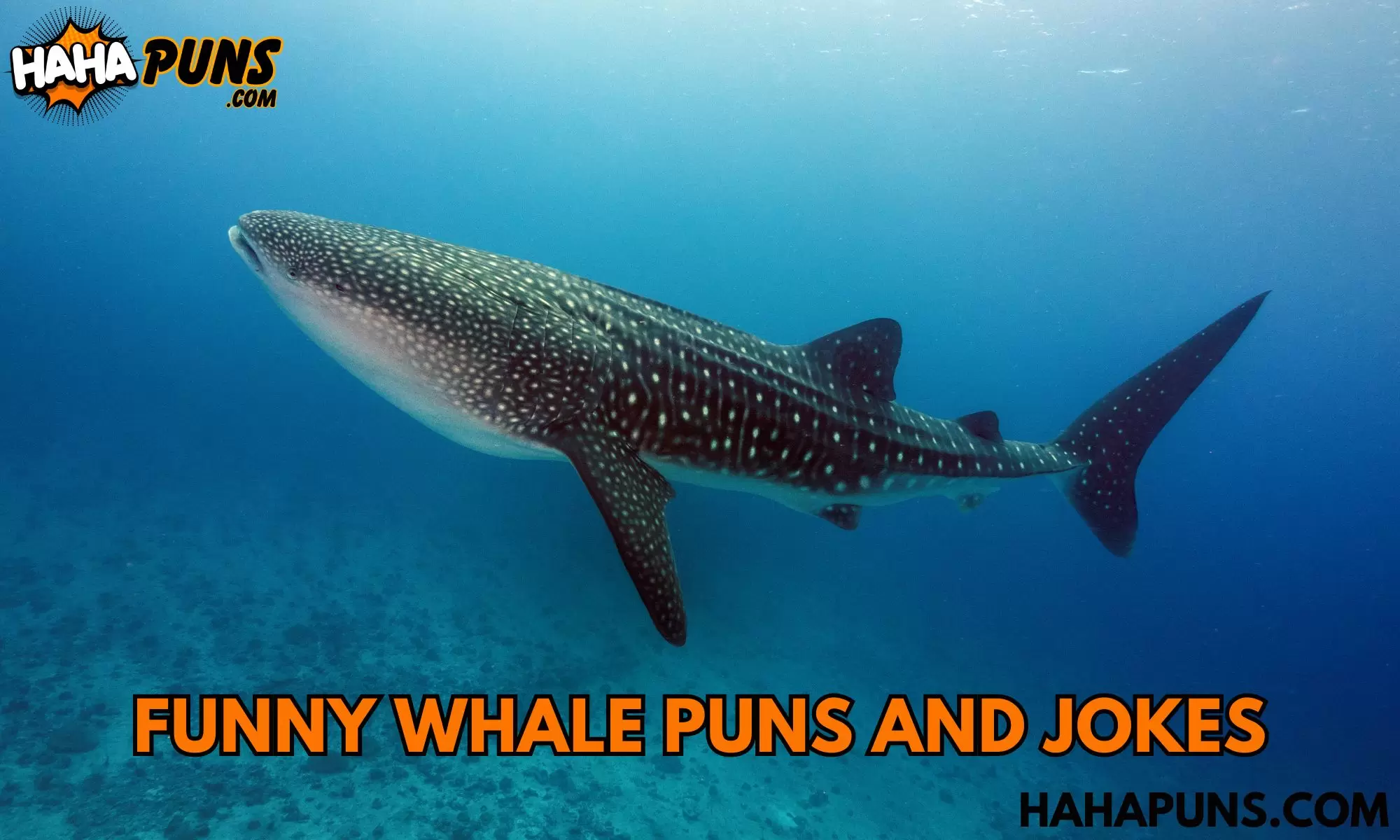 Funny Whale Puns And Jokes