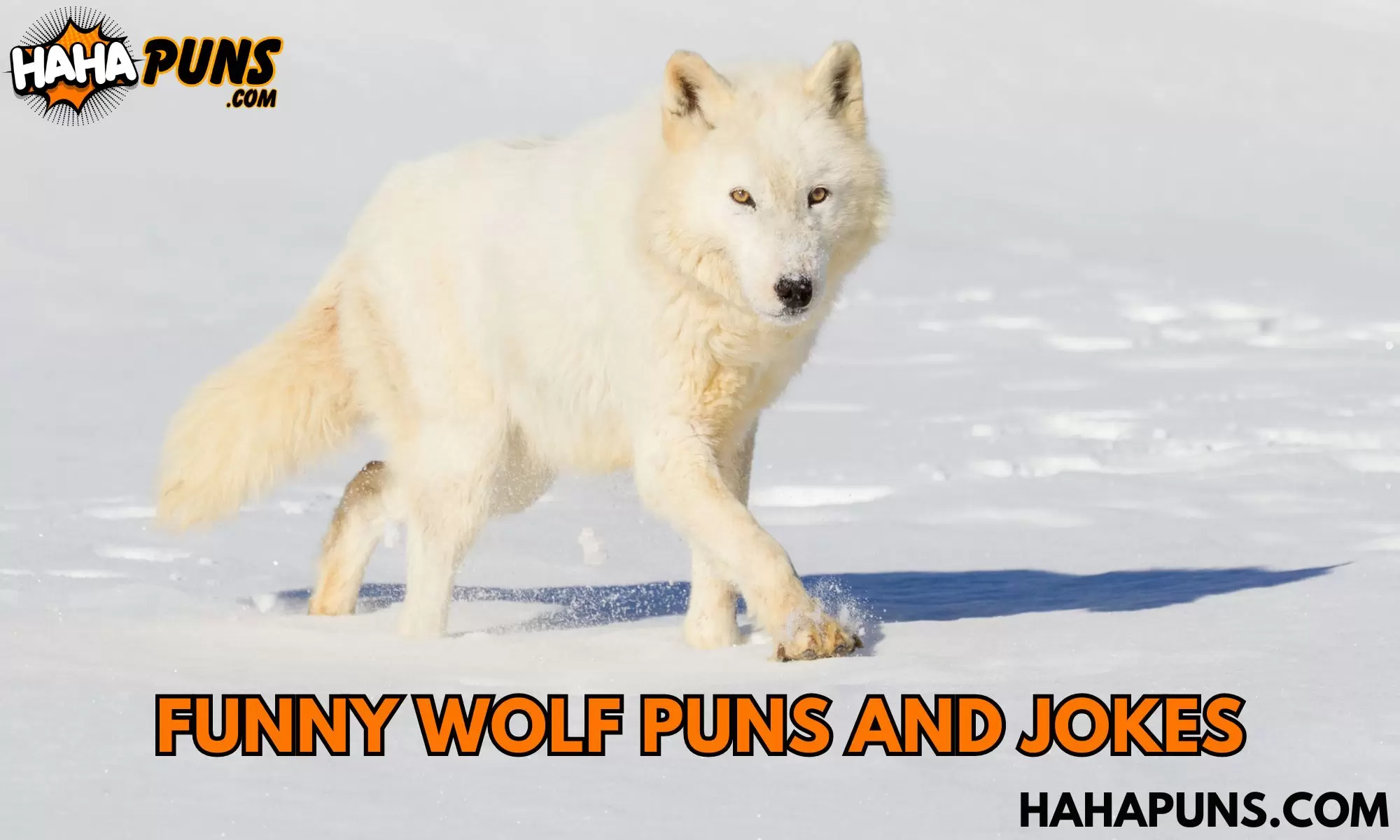 Funny Wolf Puns And Jokes
