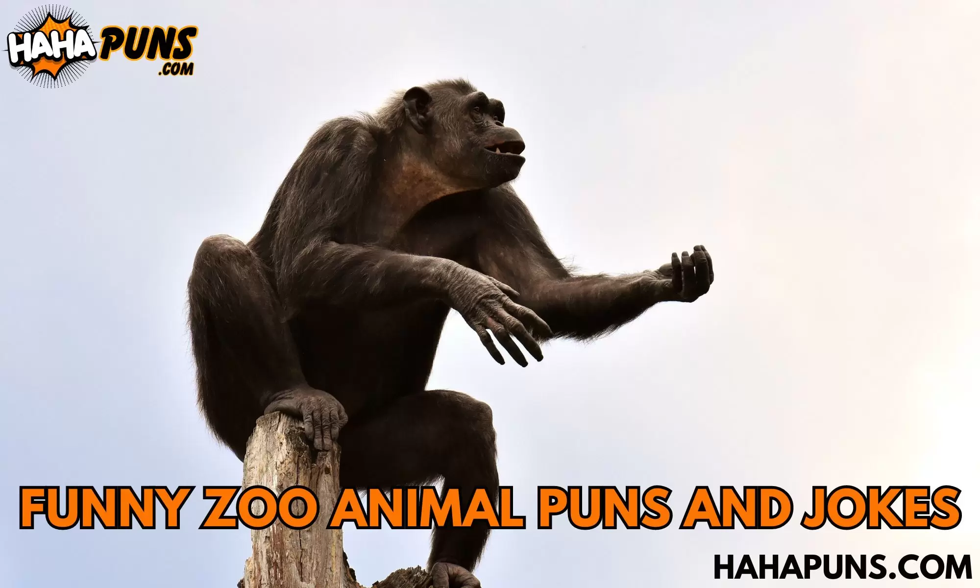 Funny Zoo Animal Puns And Jokes