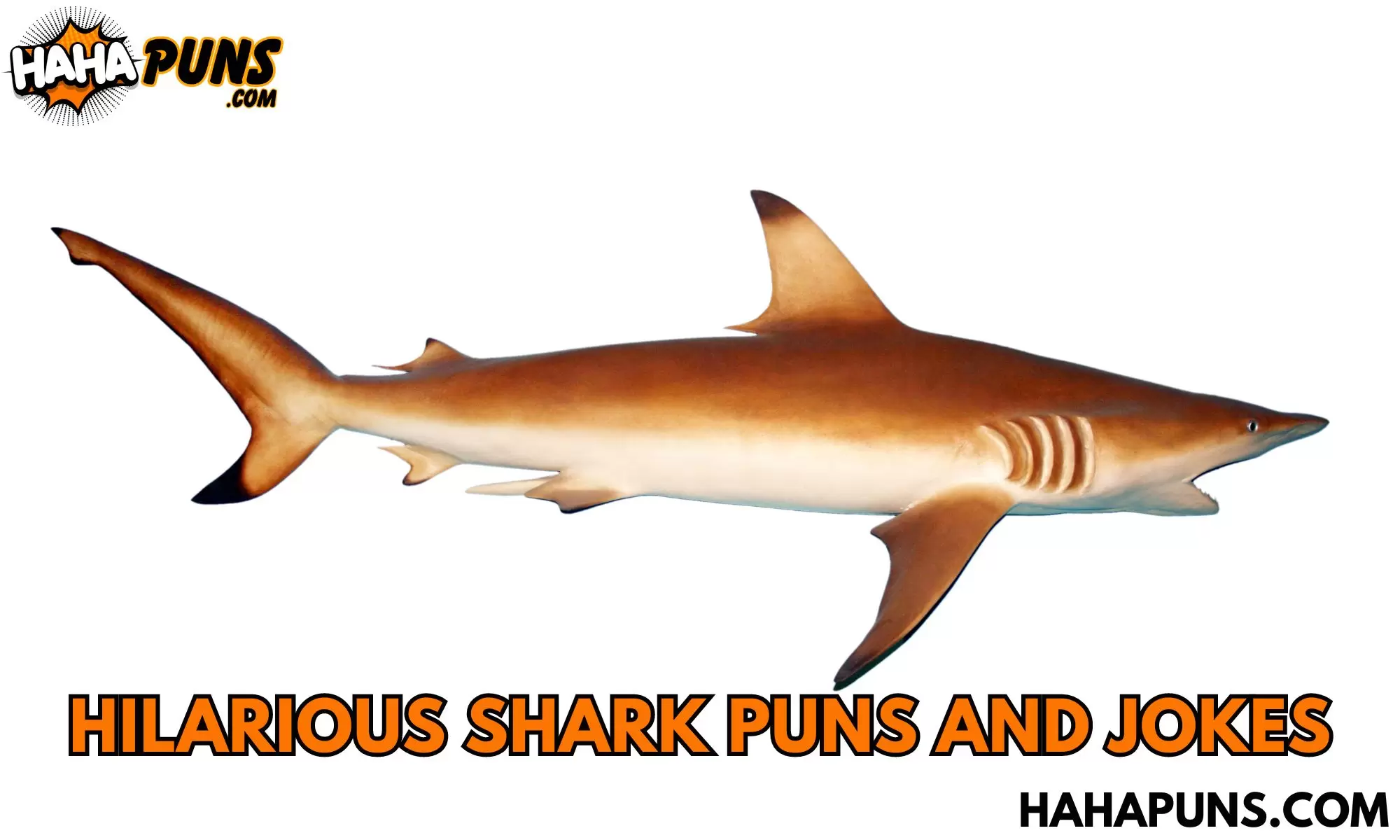 Hilarious Shark Puns and Jokes