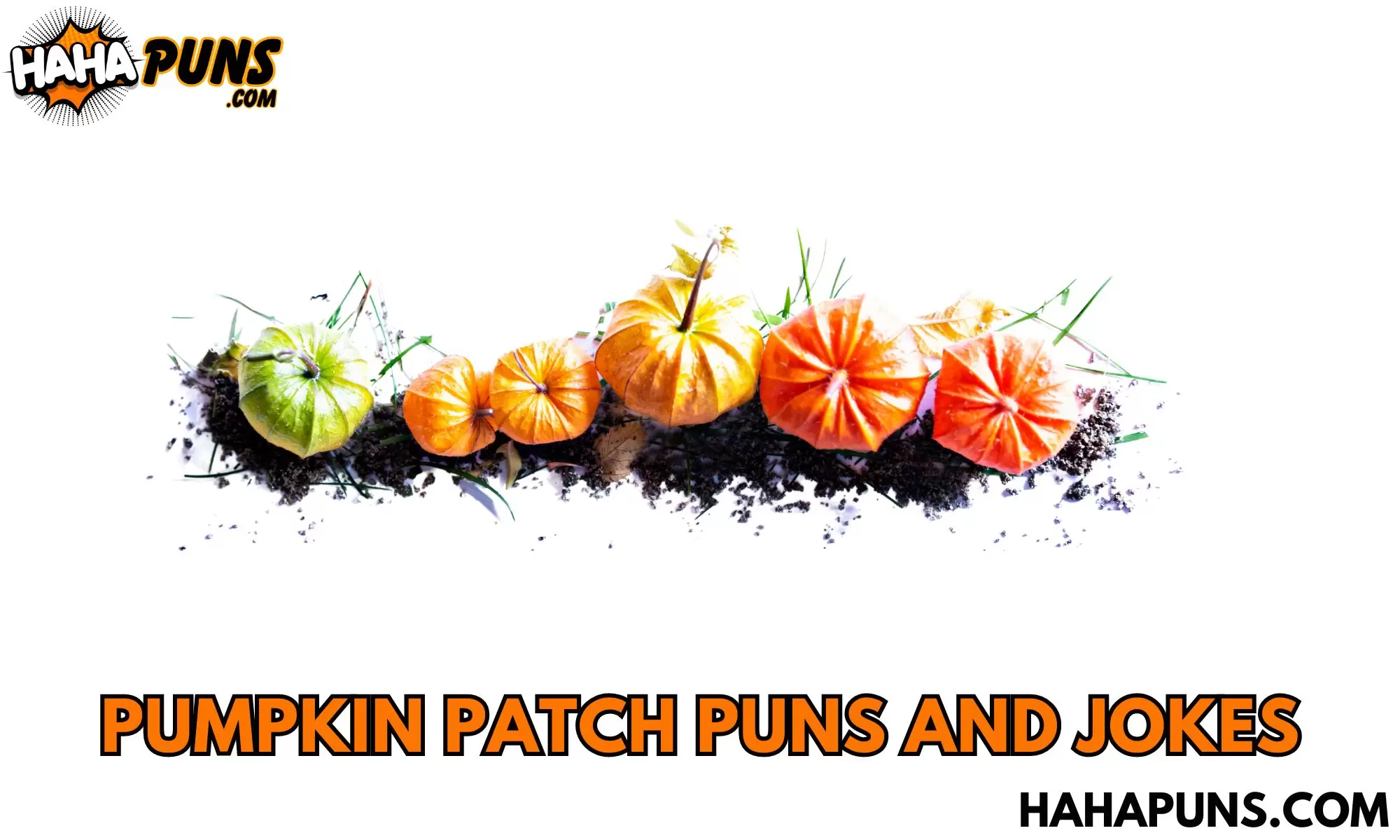Pumpkin Patch Puns And Jokes