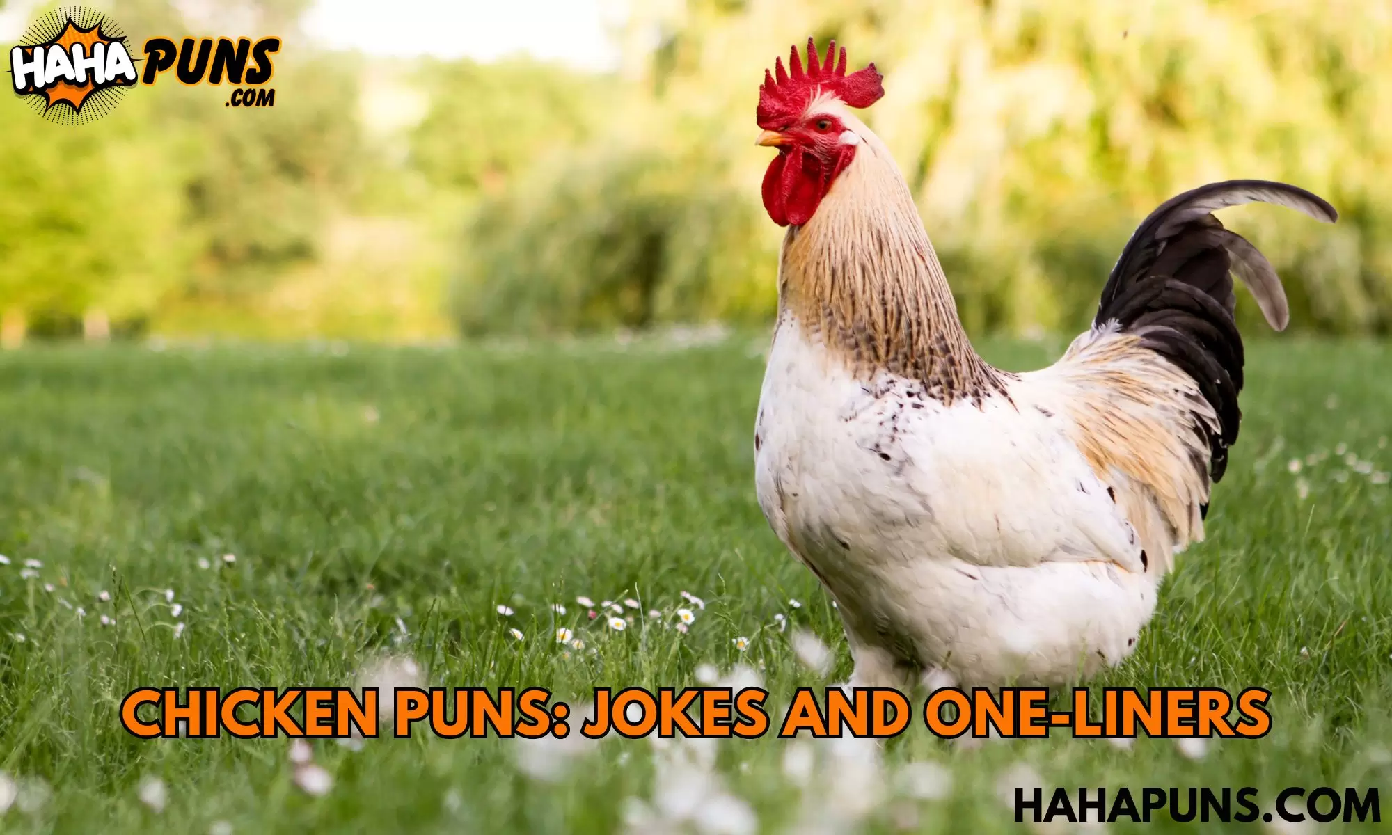 Chicken Puns: Jokes And One-Liners
