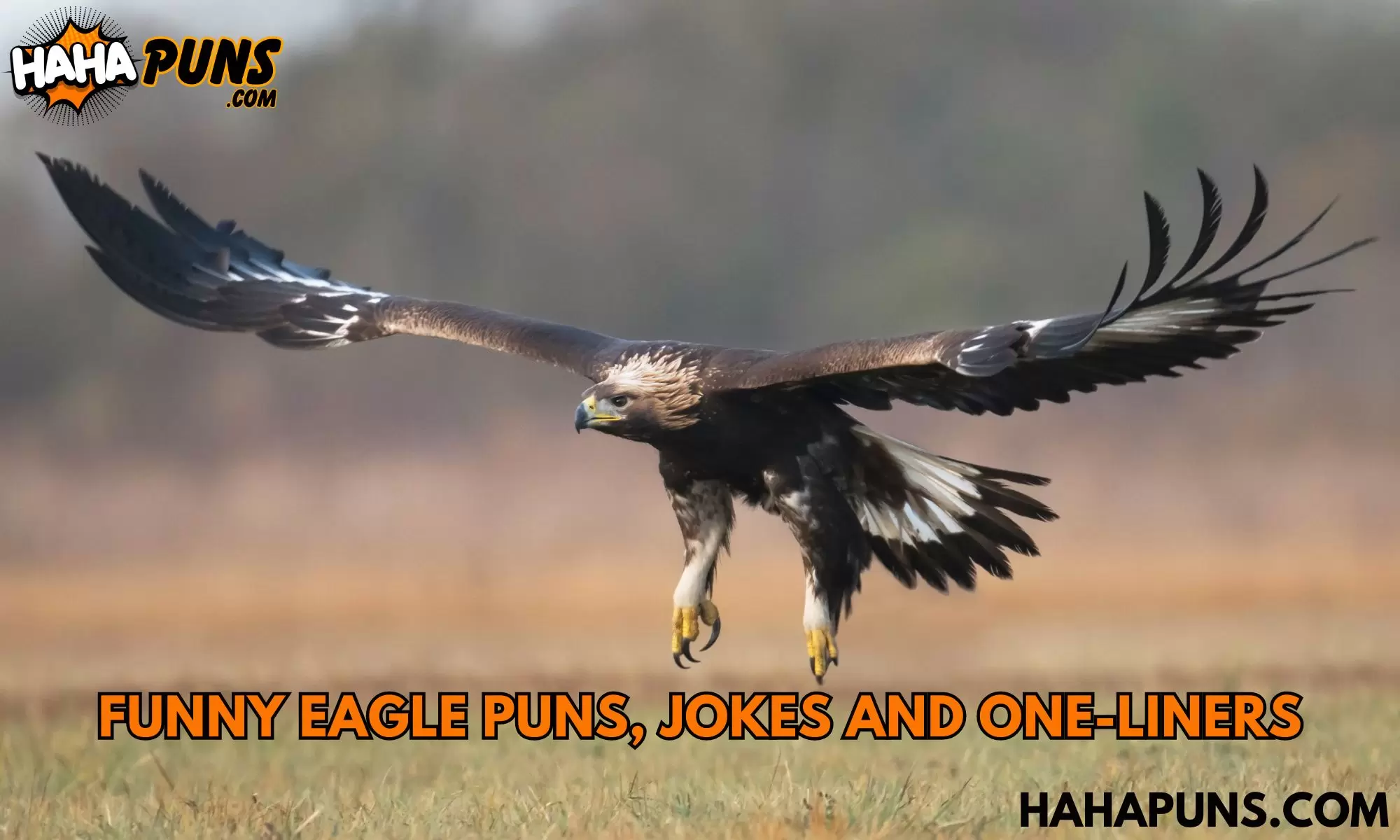 Funny Eagle Puns, Jokes And One-Liners
