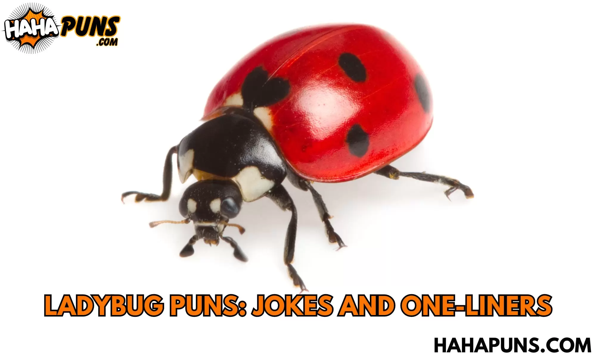 Ladybug Puns: Jokes And One-Liners
