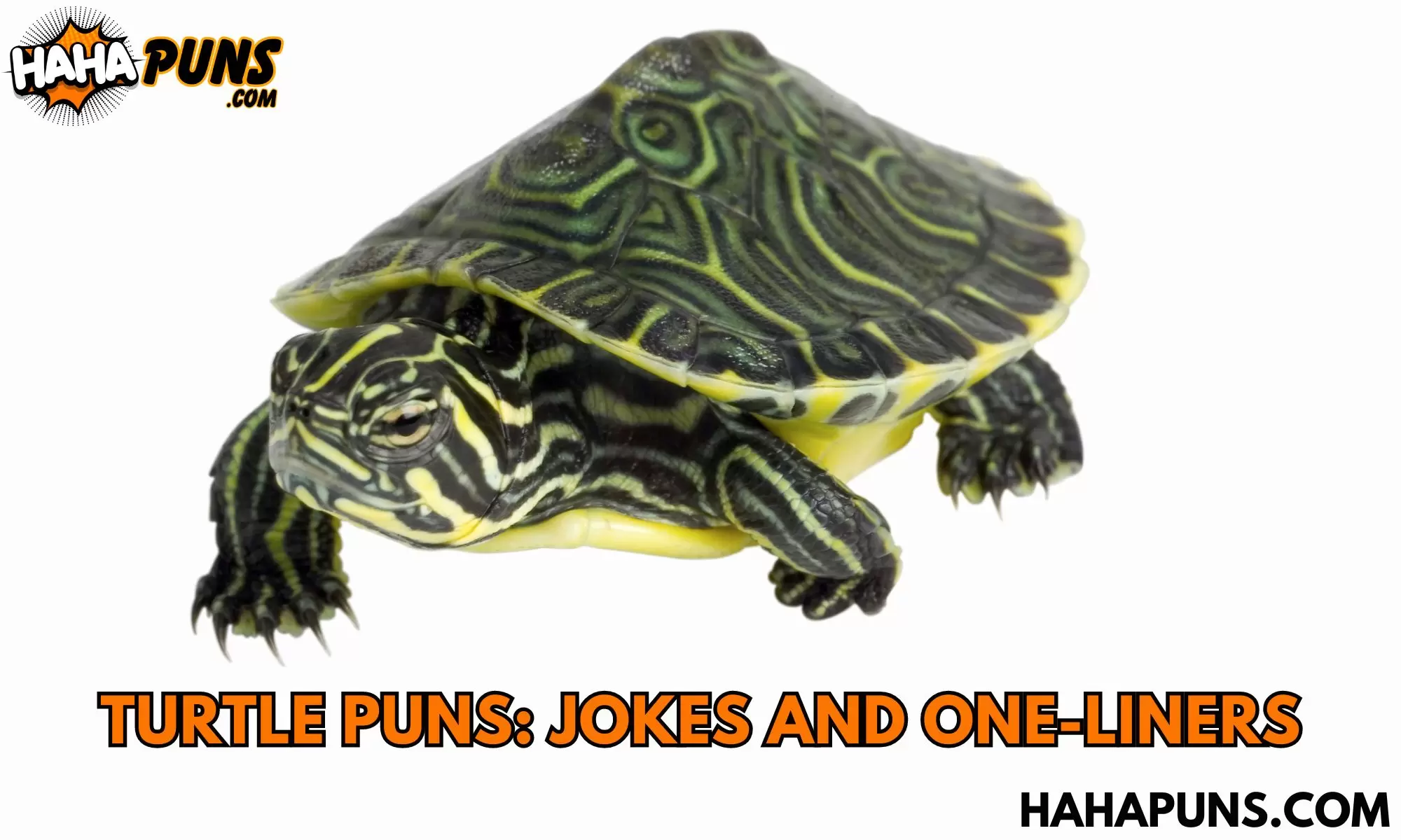Turtle Puns: Jokes And One-Liners