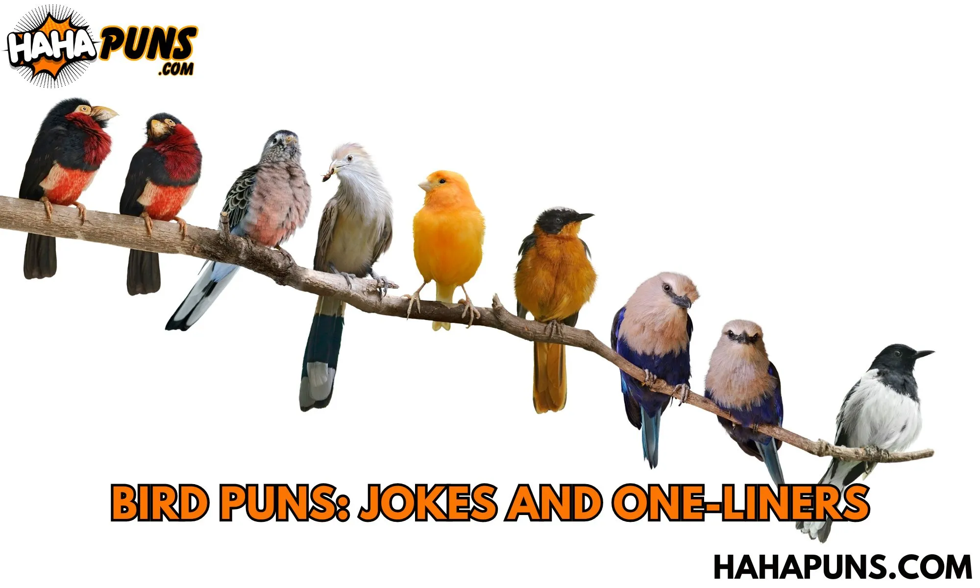 Bird Puns: Jokes And One-Liners