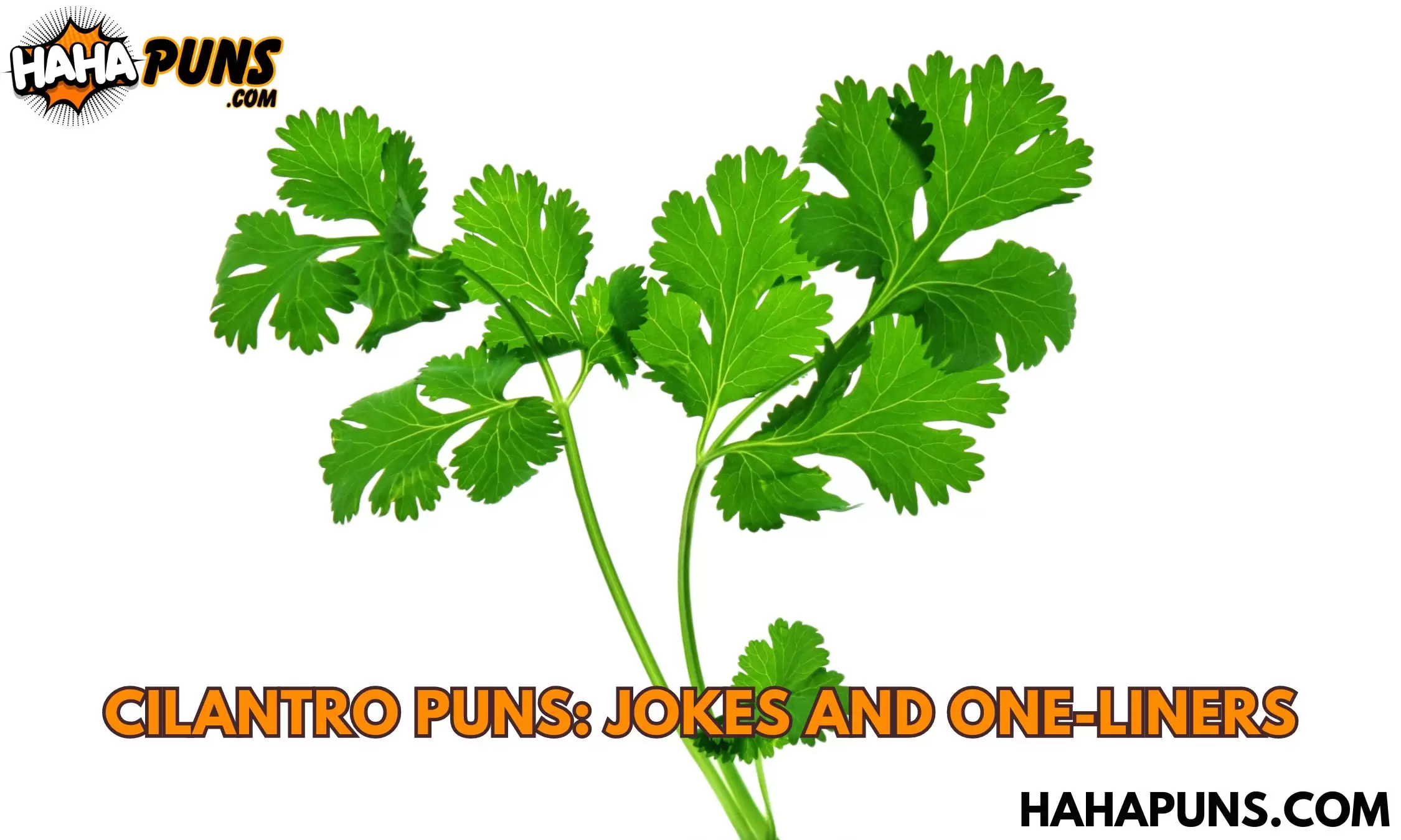 Cilantro Puns: Jokes And One-Liners