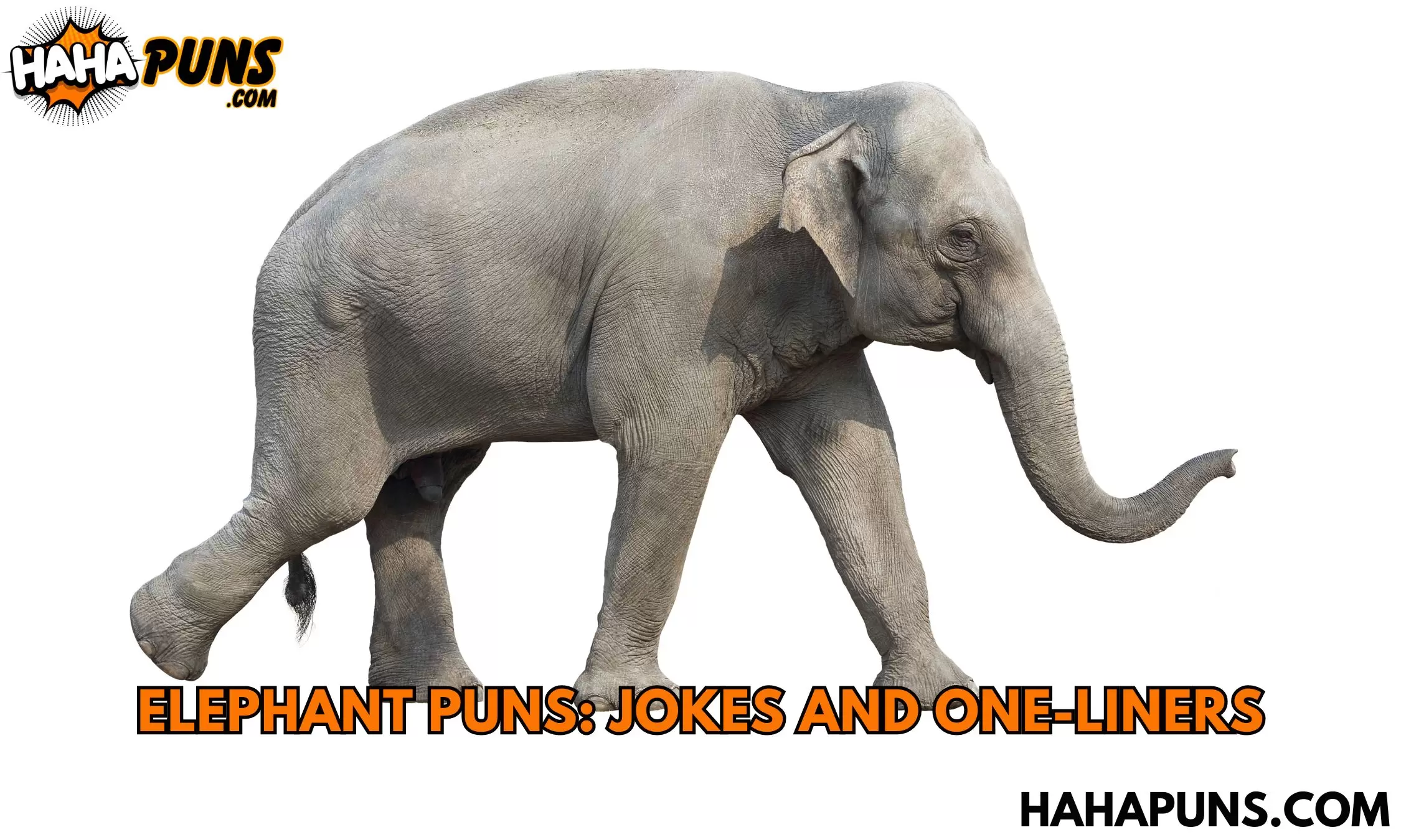 Elephant Puns: Jokes And One-Liners