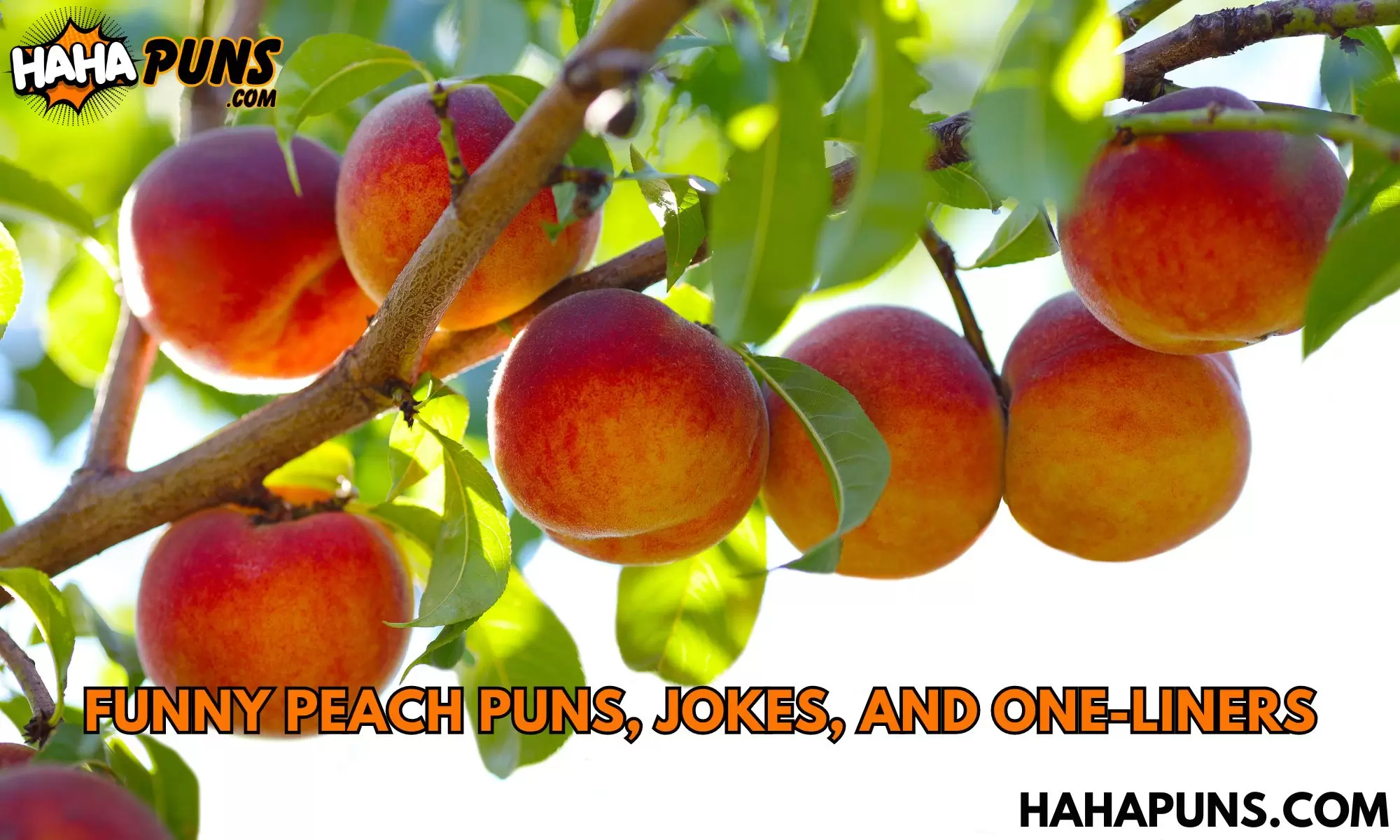 300+ Funny Peach Puns, Jokes, and One-Liners