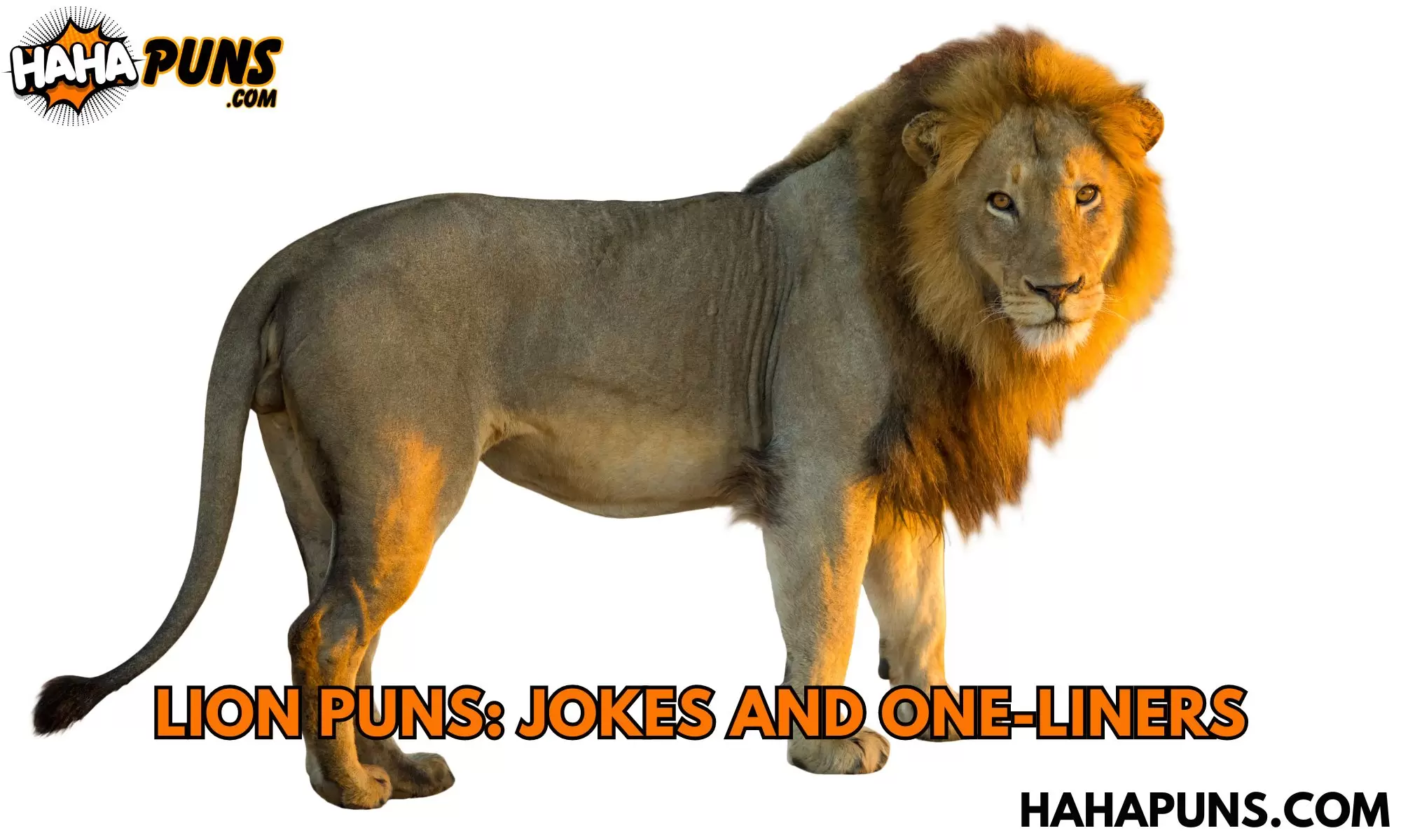 Lion Puns: Jokes And One-liners