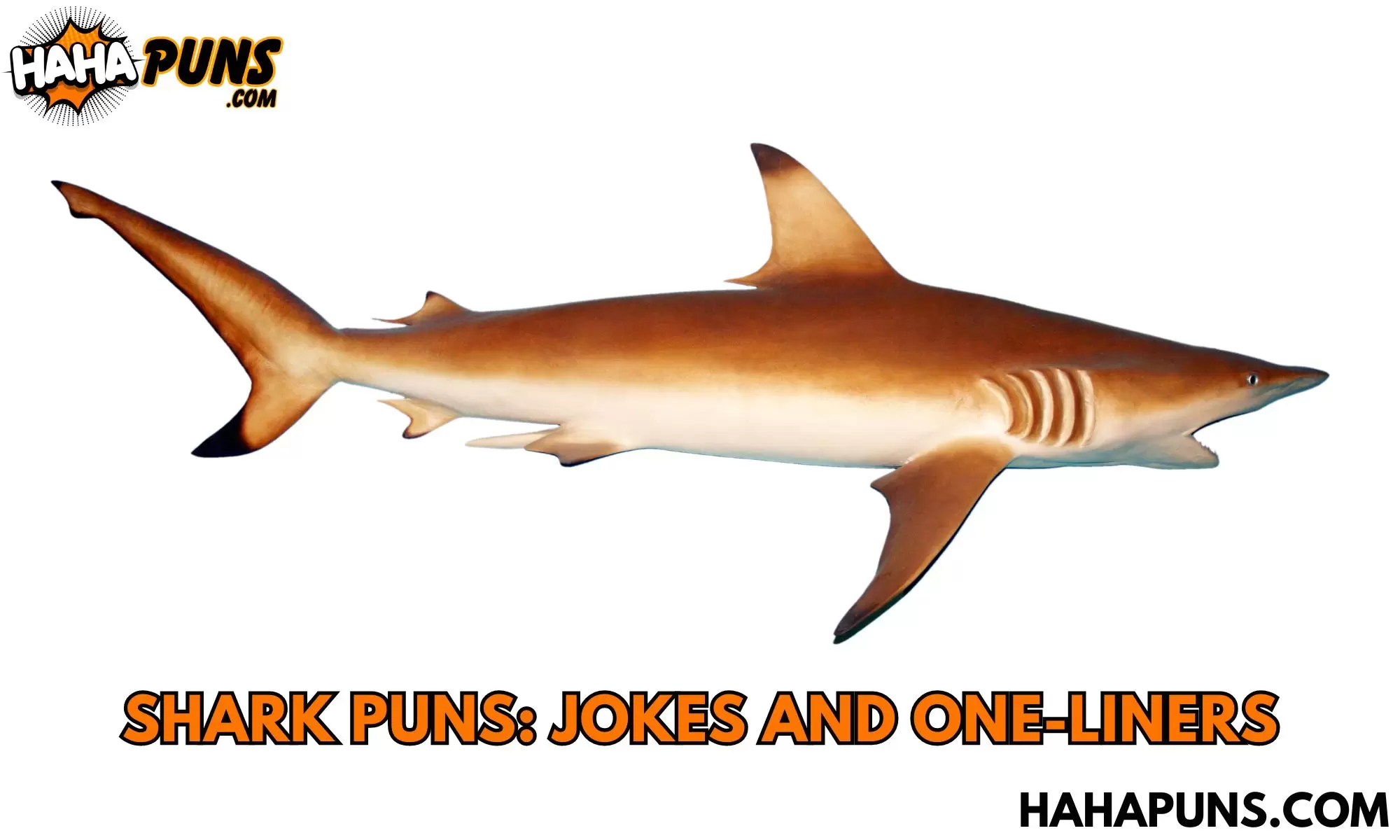 Shark Puns: Jokes And One-Liners