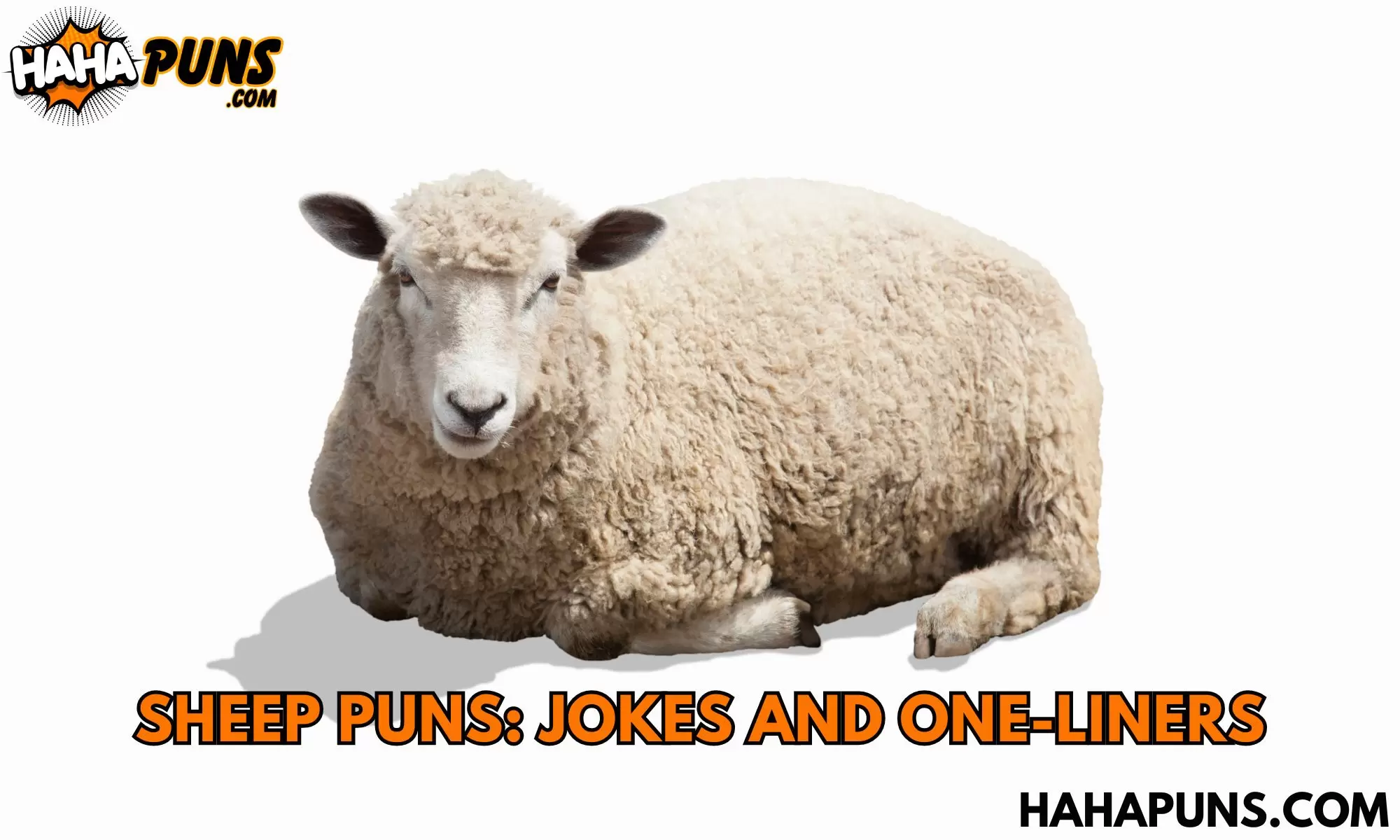 Sheep Puns: Jokes And One-Liners