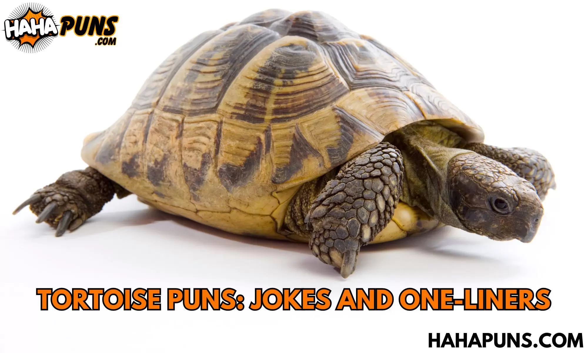 Tortoise Puns: Jokes And One-liners