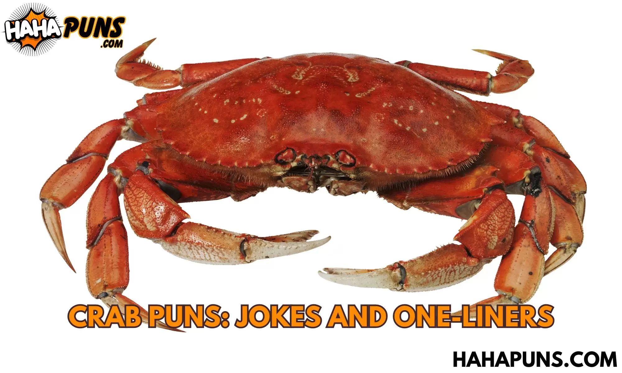 Crab Puns: Jokes And One-Liners